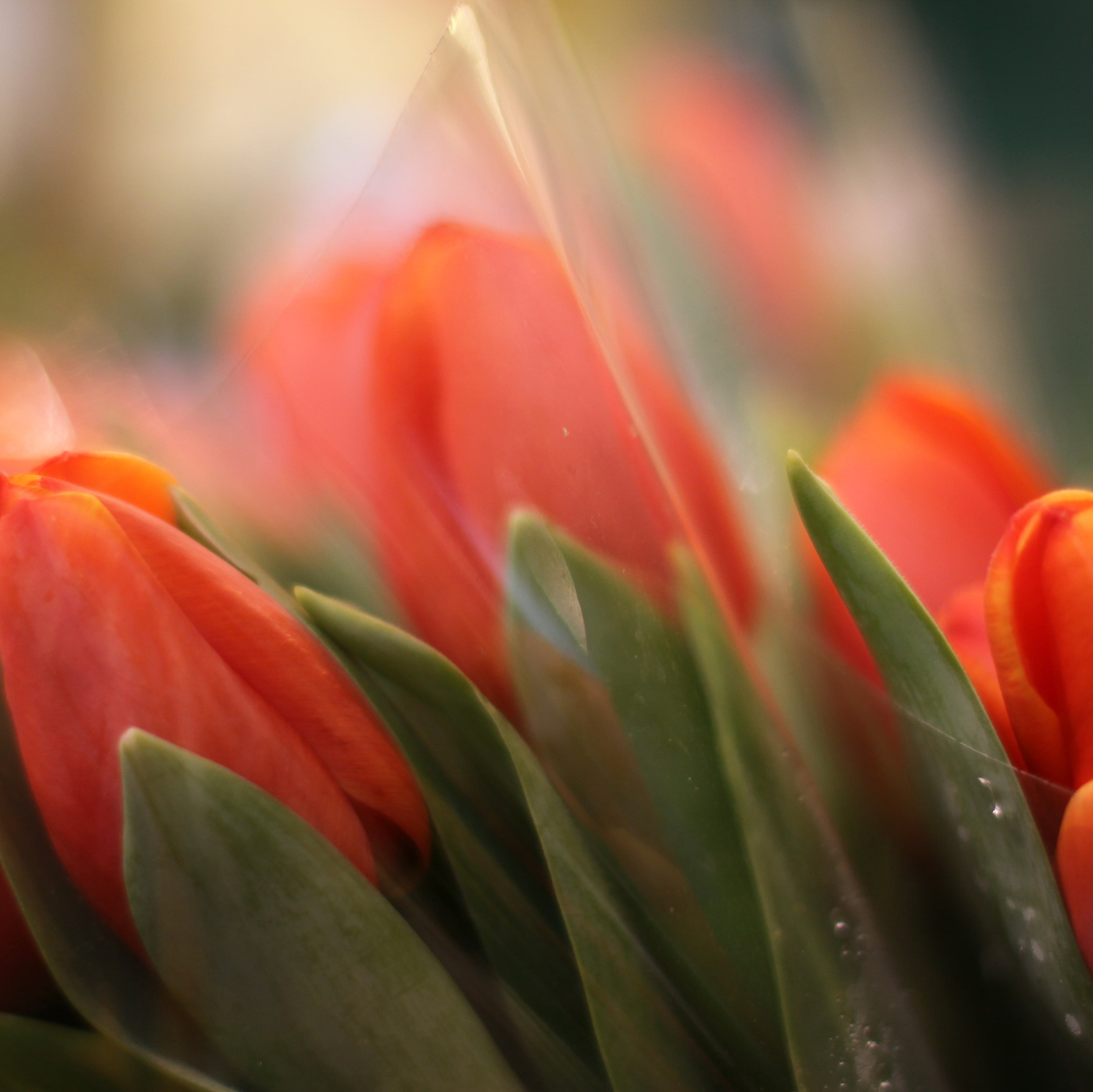 green, selective focus, wrapping, gb, petals, leaves, macro, yellow, photo, cellophane, wet, tulip, focus, uk, blighty, bouquet, shiny, daytime, blur, close-up, HD Wallpaper