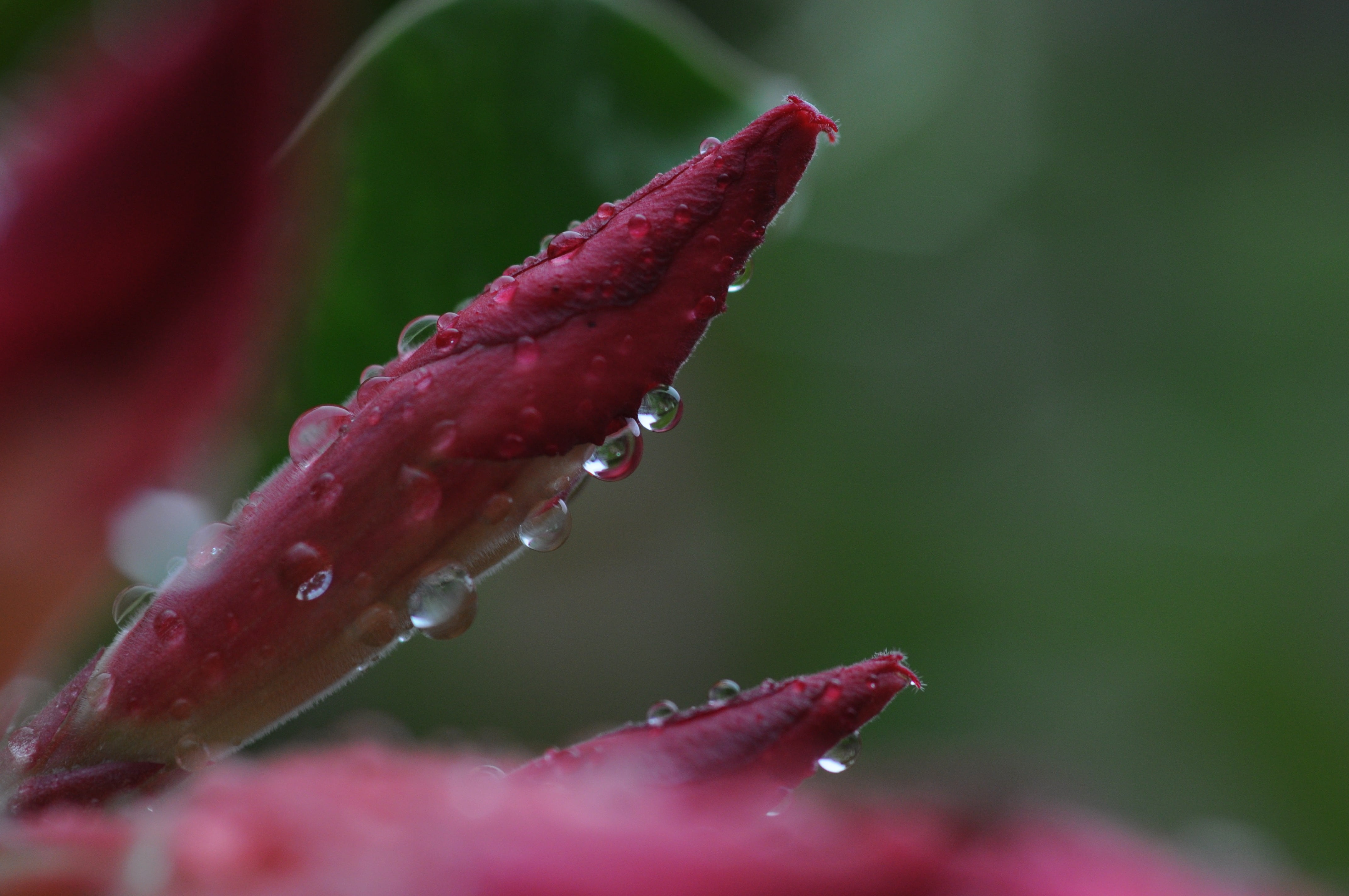 seasonal, vulnerability, selective focus, rainy season, romance, flowering plant, romantic, blossom, fresh, red, season, close-up, flower, botanical, elegance, HD Wallpaper