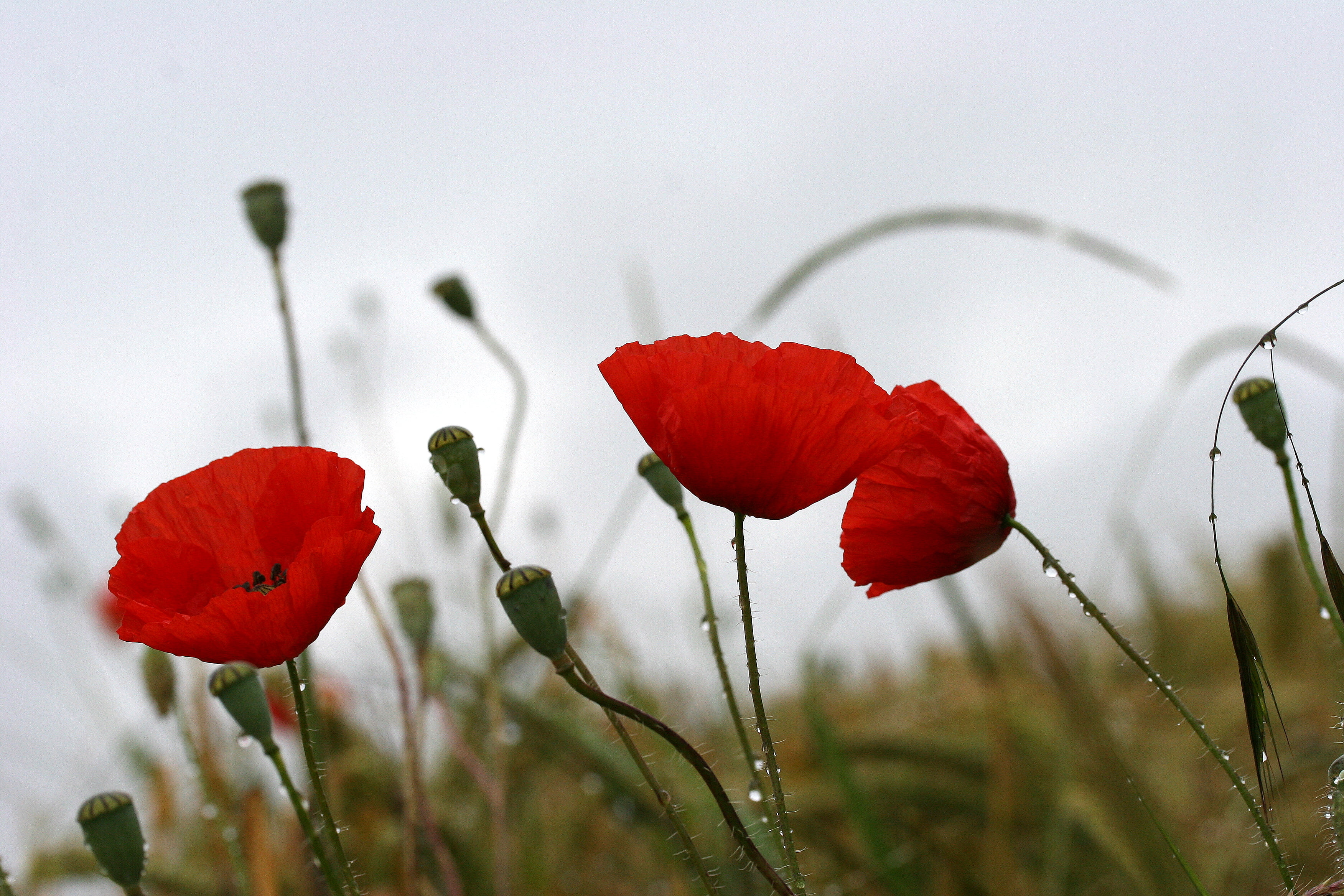 here today  gone tomorrow, here today, beauty In Nature, meadow, flower, life cycles, excellence, wild flowers, season, flowers, nature, 2K, selective, HD Wallpaper