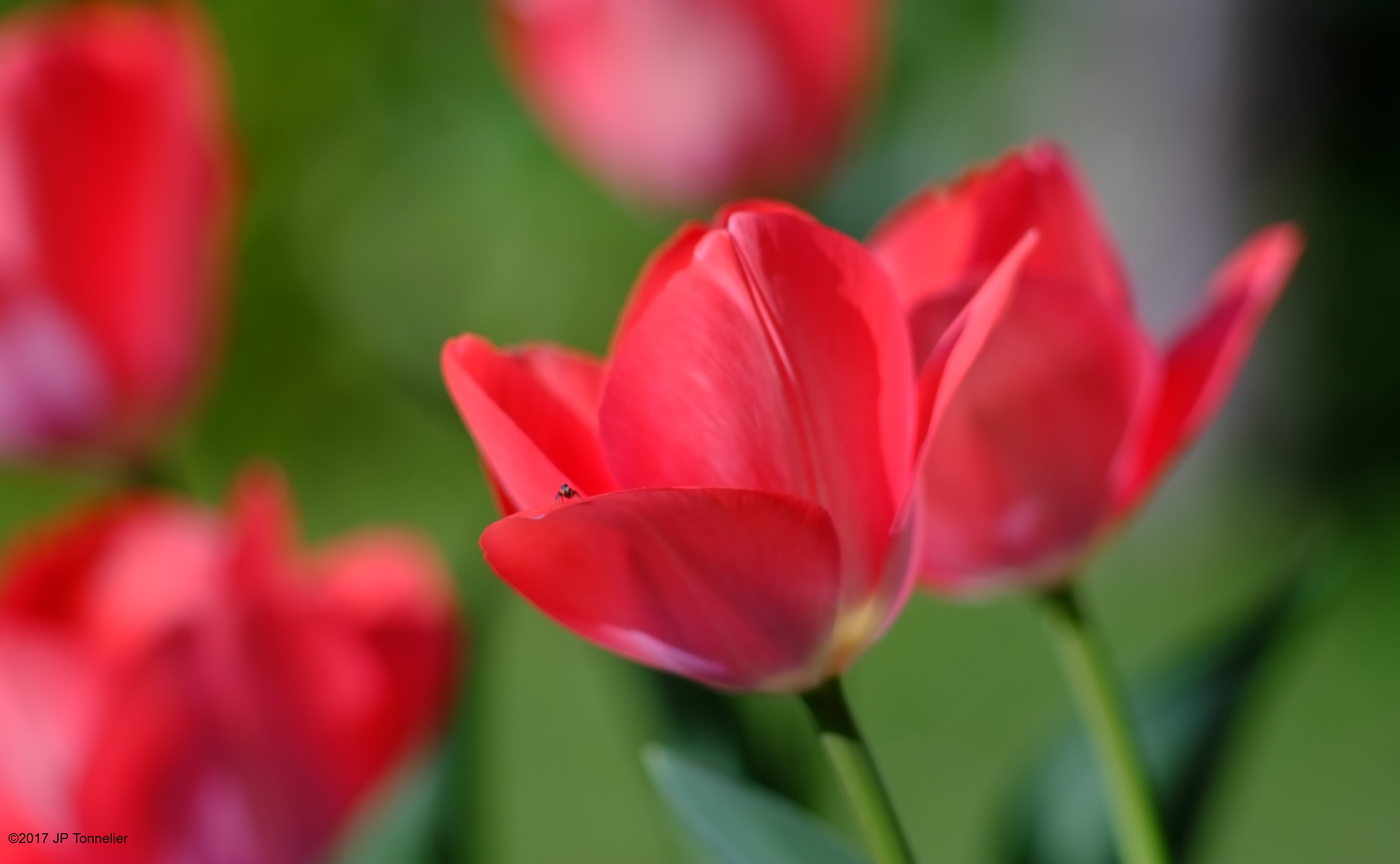 flower, macro, selective focus, Haute-Garonne, Fujifilm, selective, France, Lens, X-E1, beauty In Nature, bokeh, red Poppy, focus, coucou, petal, plant, HD Wallpaper