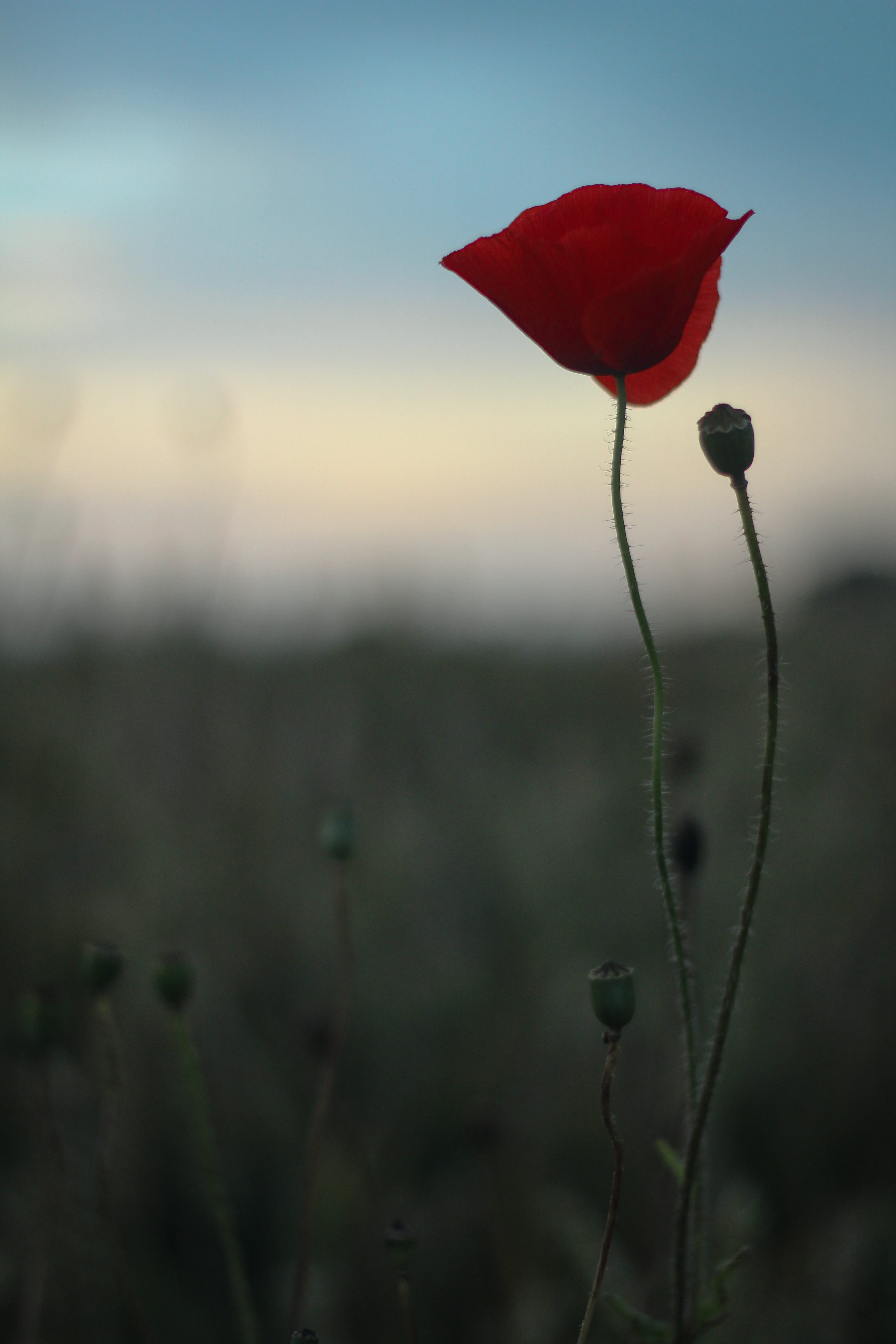 plant stem, field, flower, sunset, cornflower, close, poppy, plant, flowering plant, golden hour, vacation, blue, sepal, garden, day, bokeh, growth, wildflower, Phone HD Wallpaper