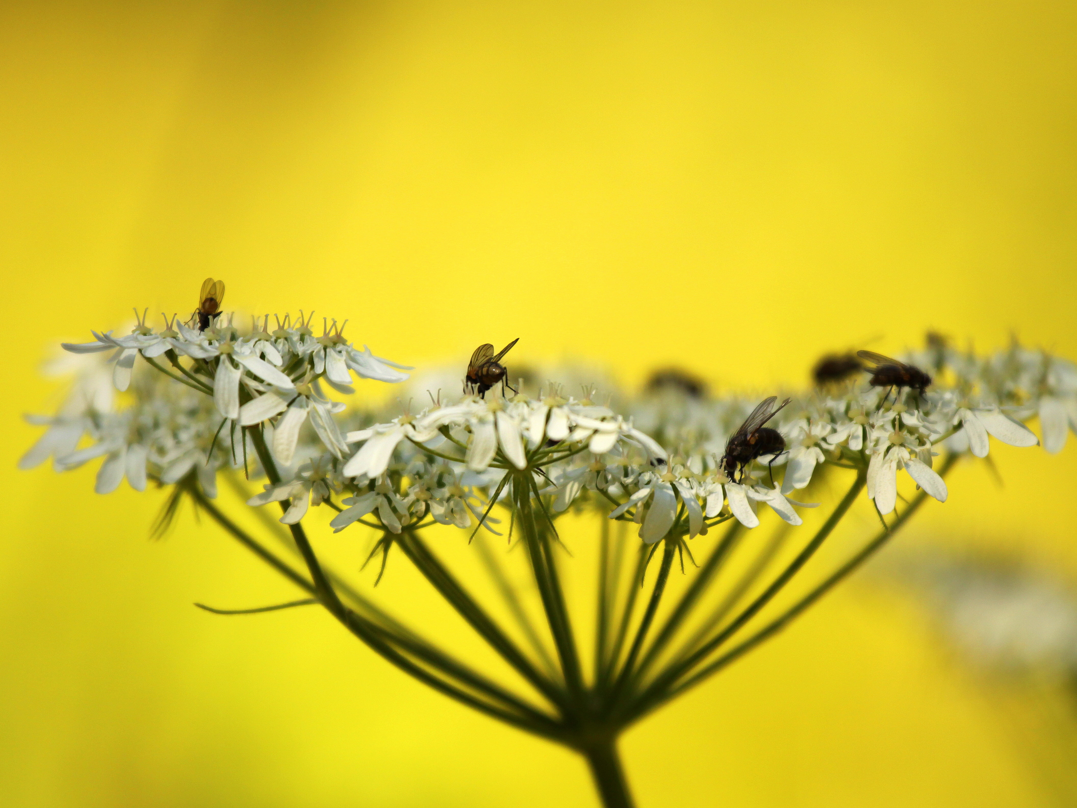 anthriscus sylvestris, beaked, pollen, france, wild chervil, flies, background, macro photography, 4K, wildflower, photography, bokeh, delicate, umbels, HD Wallpaper