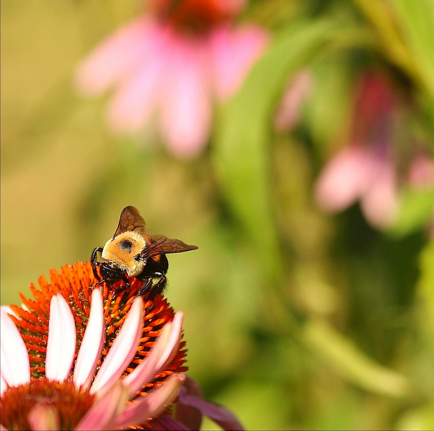red, Bumblebee, flower, selective, macro, selective focus, close-up, BRAVO, pink, last summer, brown, 720P, bee, coneflower, animal, f25, warm, bokeh, HD Wallpaper