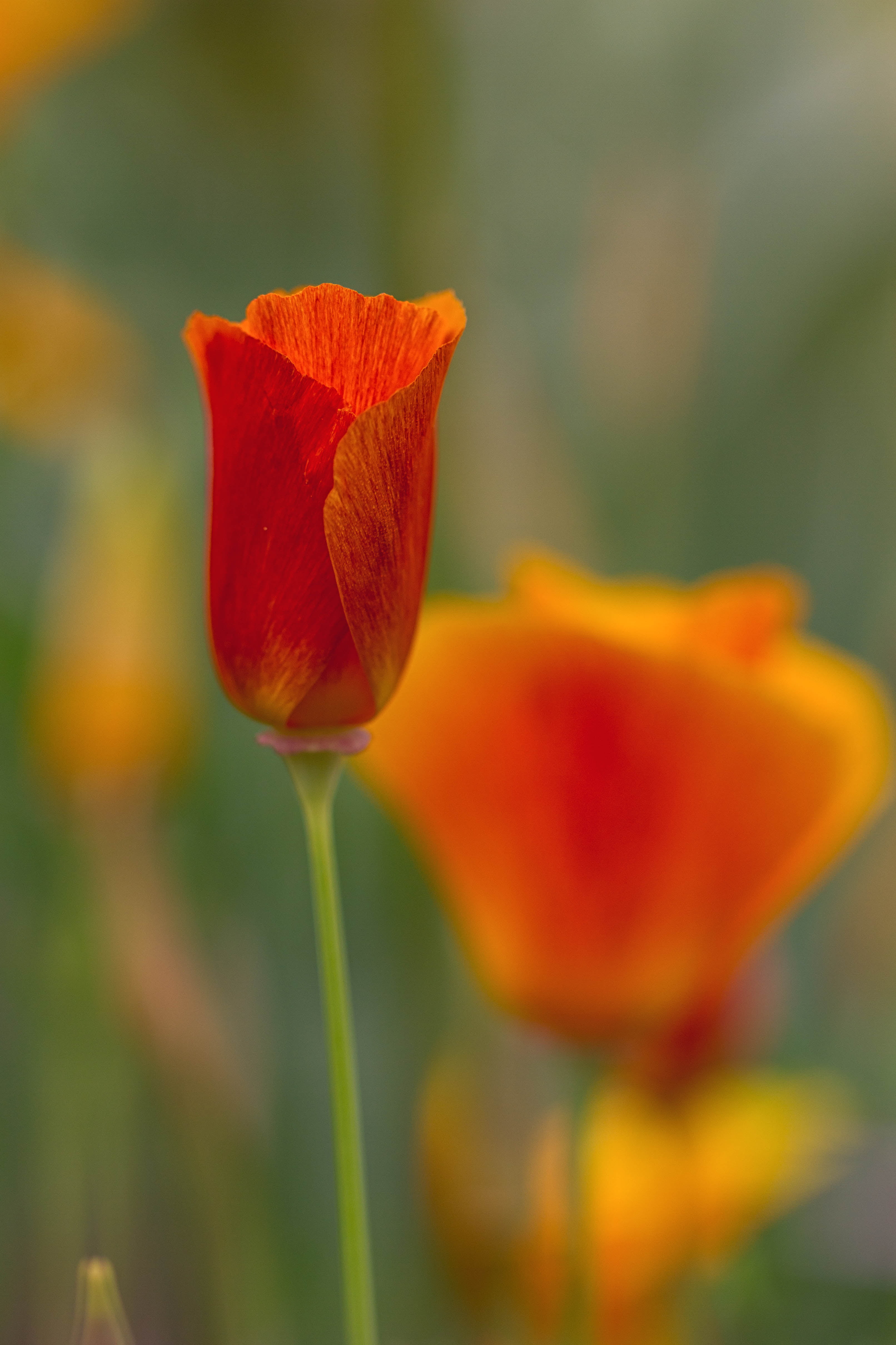 California poppies, red, 4K, yellow, beauty In Nature, nature, leaf, summer, Popy, petal, Bright, poppy, plant, focus, flower Head, daytime, bokeh, Grey Day, Phone HD Wallpaper