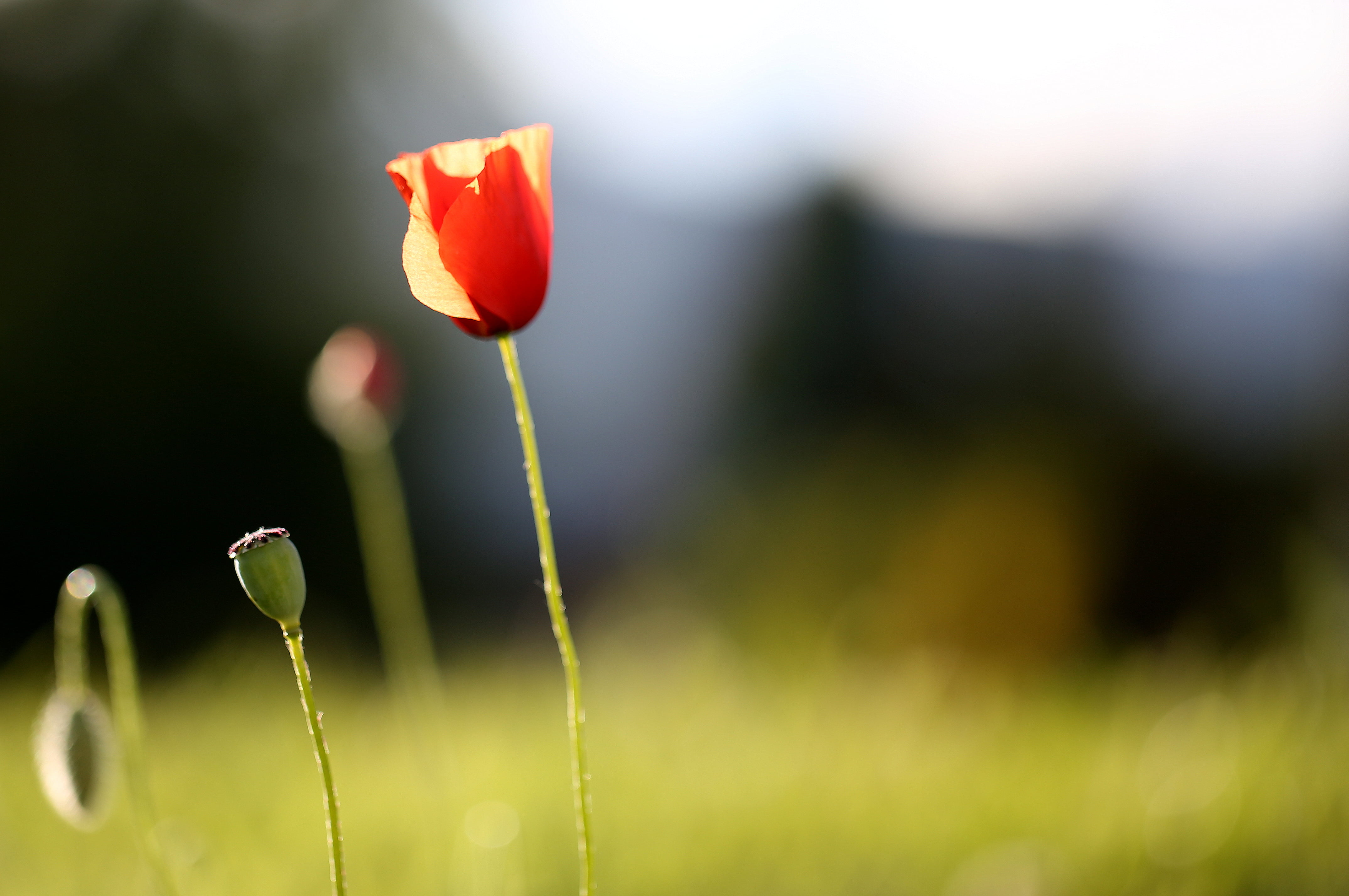 green Color, le jardin, delicate, bud, blur, bokeh, here today, outdoors, translucent, petal, papaver, nature, the house next door, translucence, daytime, HD Wallpaper