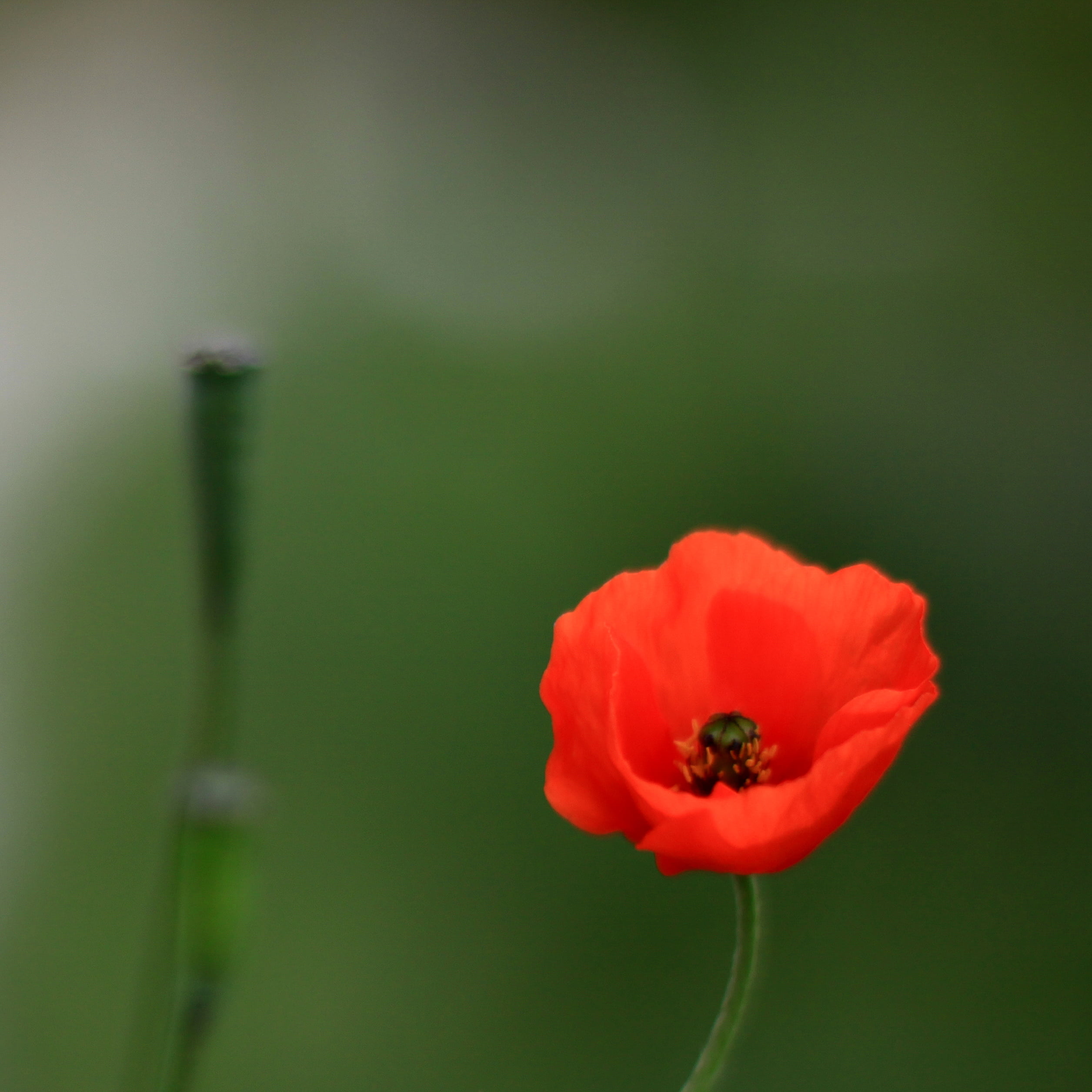 popping, petal, closeup, plant, gone tomorrow, green Color, eye, explored, caught, not me, photo, here today  gone tomorrow, nature, petals, weed, delicate, Phone HD Wallpaper