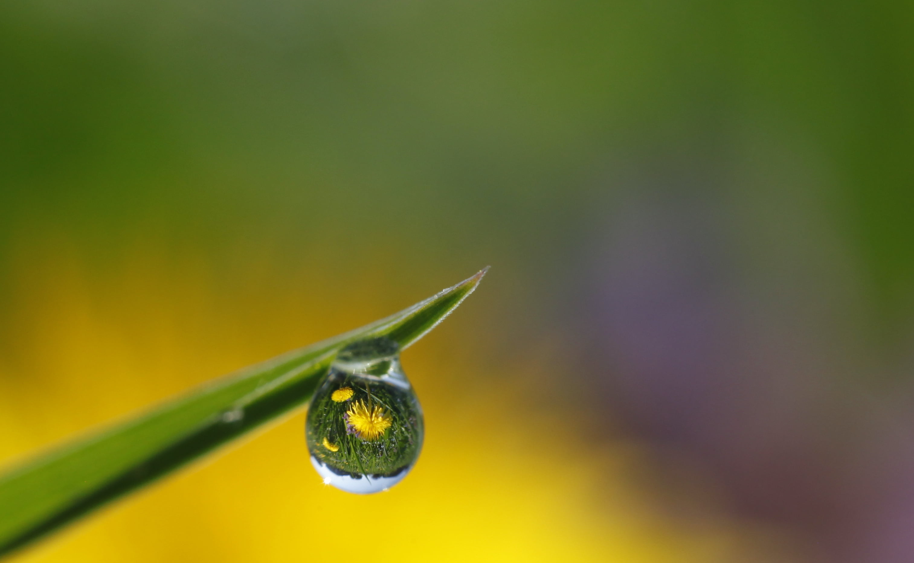 delicate, dandelions, green leaf, summer, rosée, photo, raindrop, in the garden, outdoors, matin, weeds, droplet, distortion, refraction, green Color, meadow, HD Wallpaper