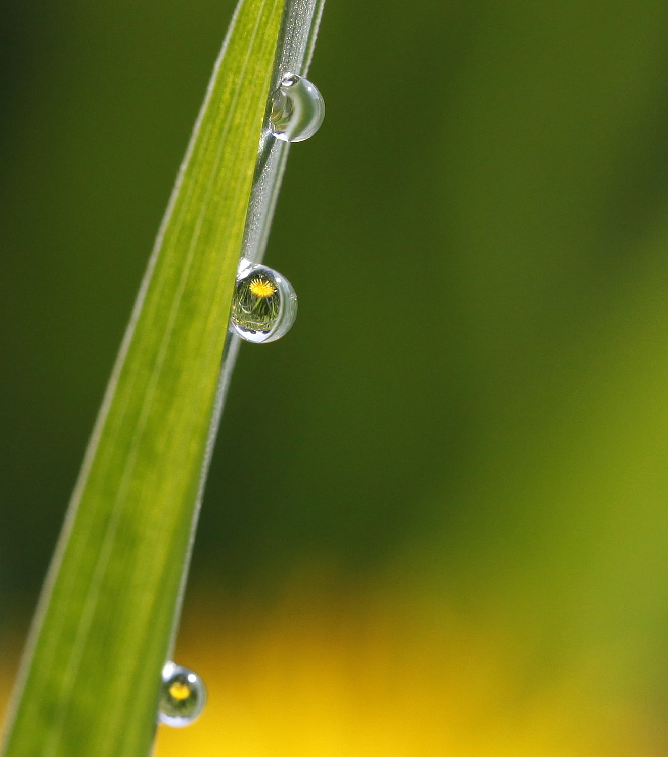 nature, dandelion, weeds, close-up, drop, refraction, life cycles, photo, here today  gone tomorrow, wet, gone tomorrow, droplets, fleeting, green, rain, Phone HD Wallpaper
