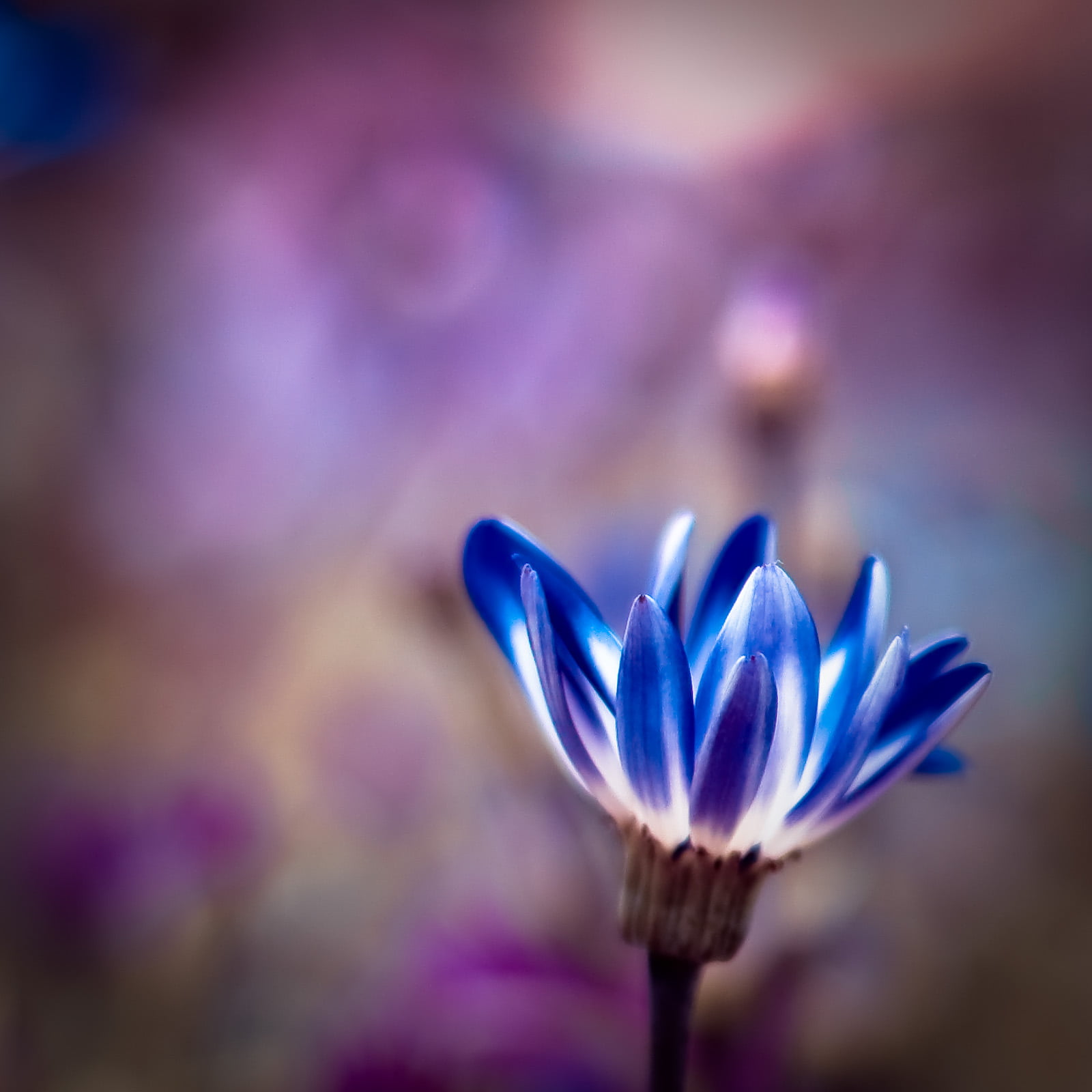 lovely, follow me, blue, tags, petals, summer, the event, 720P, zombie attack, flower, beautiful song, single Flower, the end, outside, bokeh, pls, try again, Phone HD Wallpaper