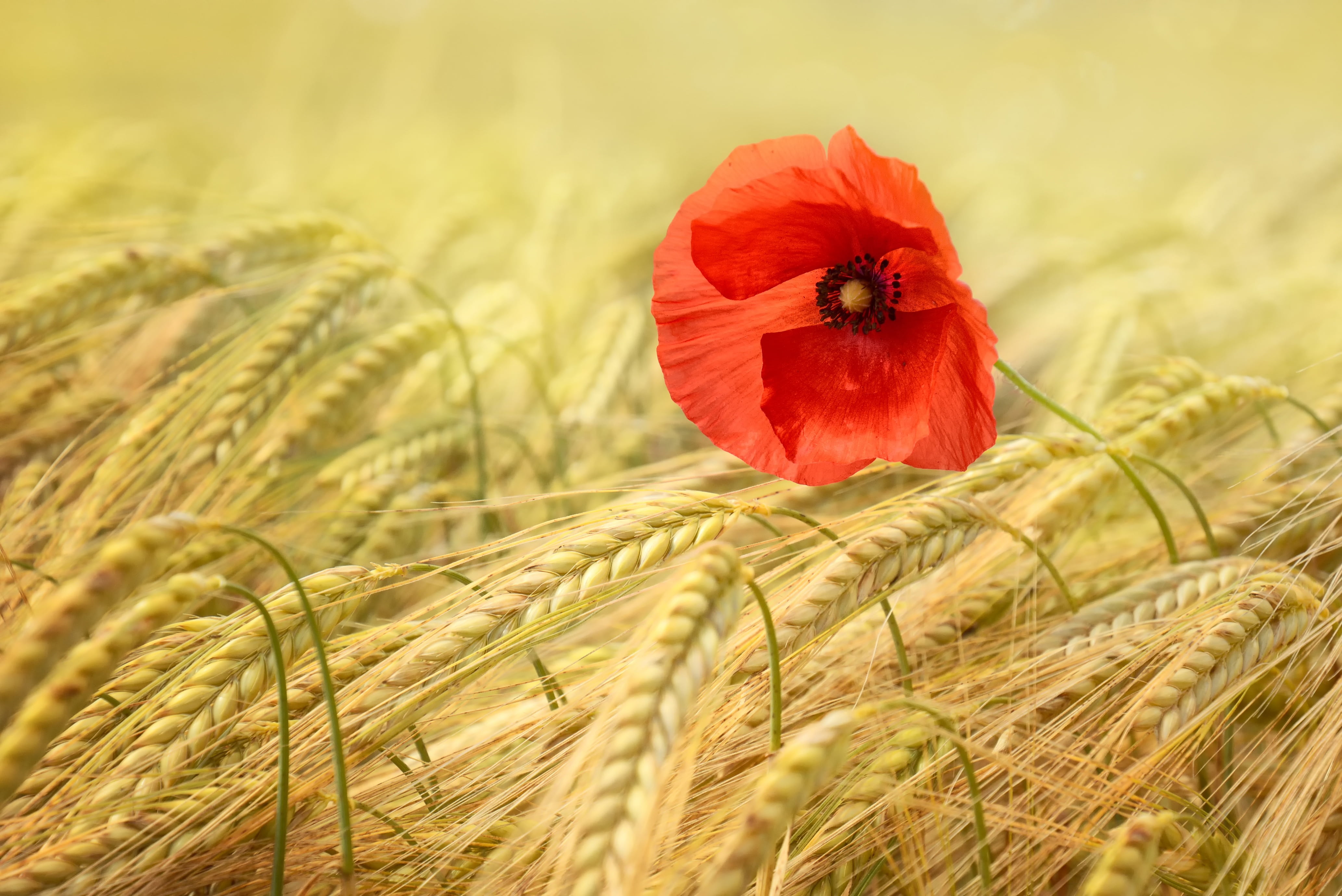 grain, barley, golden, farm, agriculture, plant, rural scene, petal, summer, mohngewaechs, gold, fragility, no people, flowering plant, nature, cereal plant, HD Wallpaper