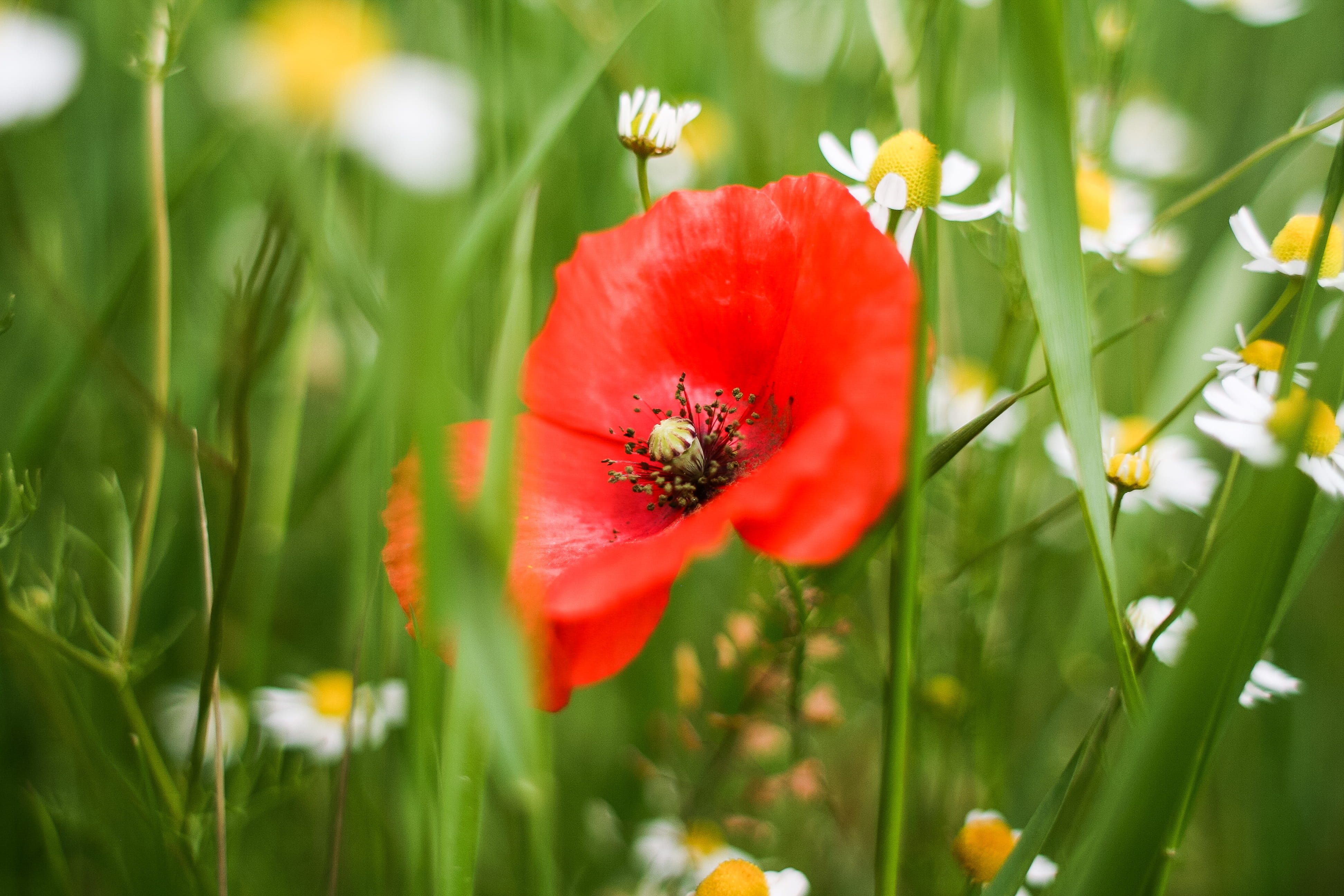 red, grass, meadow, poppy, vulnerability, selective focus, inflorescence, growth, nature, plant, outdoors, springtime, green, no People, flowers, flowering plant, HD Wallpaper