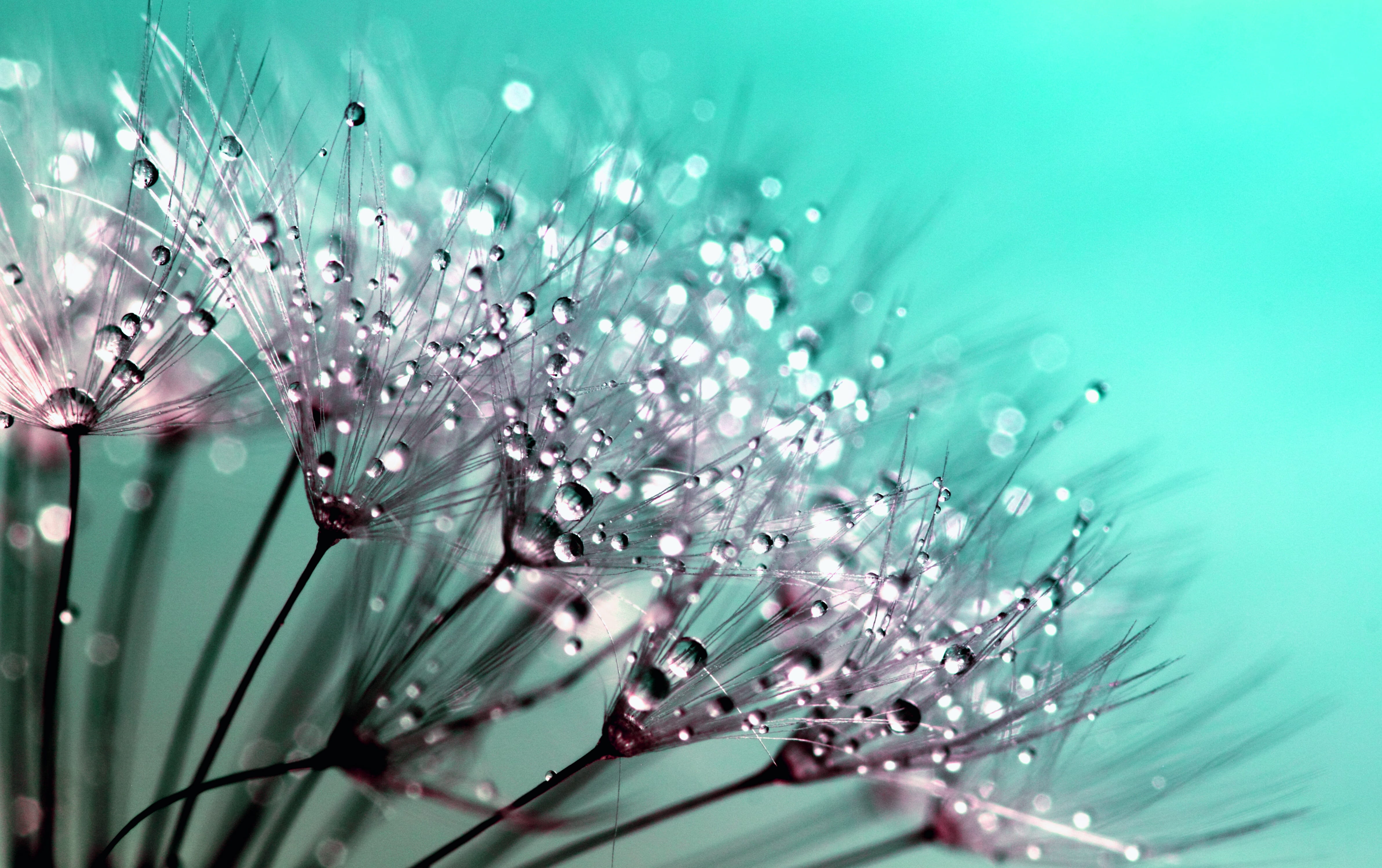 growth, blossom, beautiful, beauty, flower, dandelion, brightly lit, fragility, drop, spring, beauty in nature, life, plant, purple, macro, bright, turquoise colored, HD Wallpaper