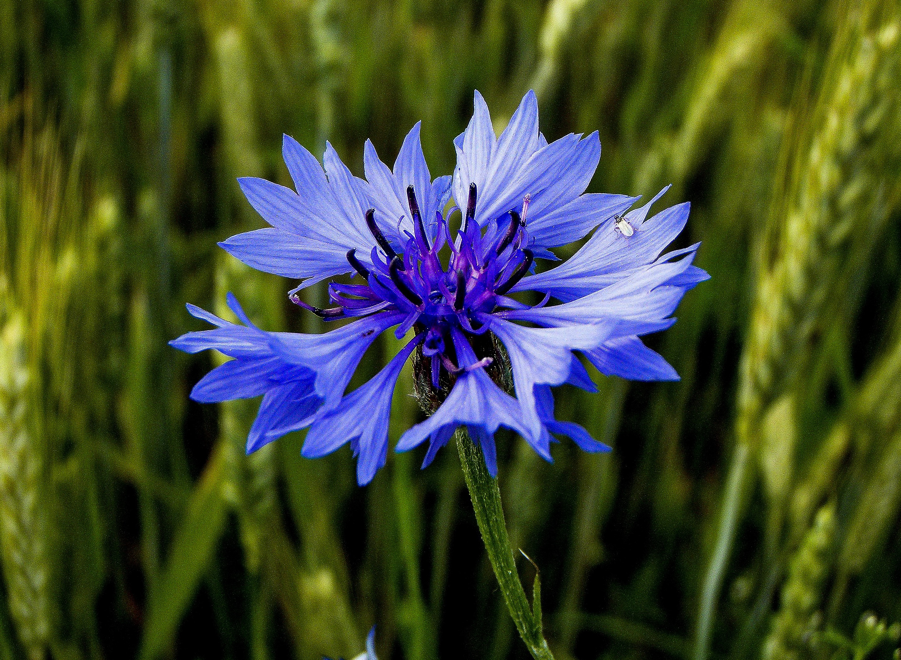 plant, petal, green, grass, field, beauty in nature, close-up, bloom, corn-flower, purple, cornflower, photography, springtime, fragility, flowering plant, HD Wallpaper