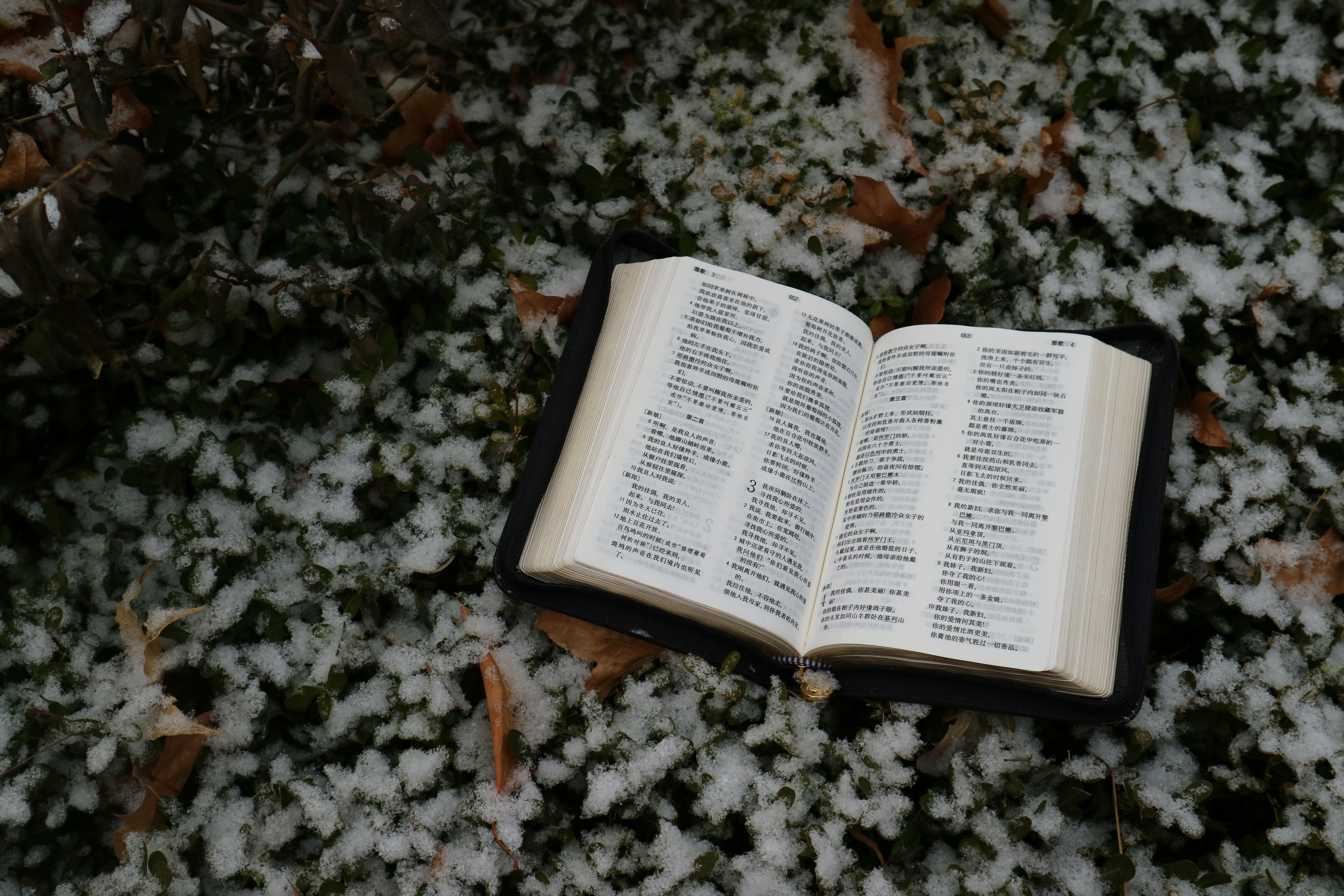 jar, nature, text, herbal, 5K, floral pattern, snow, herbs, religion, plant, petal, planter, high angle view, pottery, vase, blossom, book, flower, holy bible, HD Wallpaper