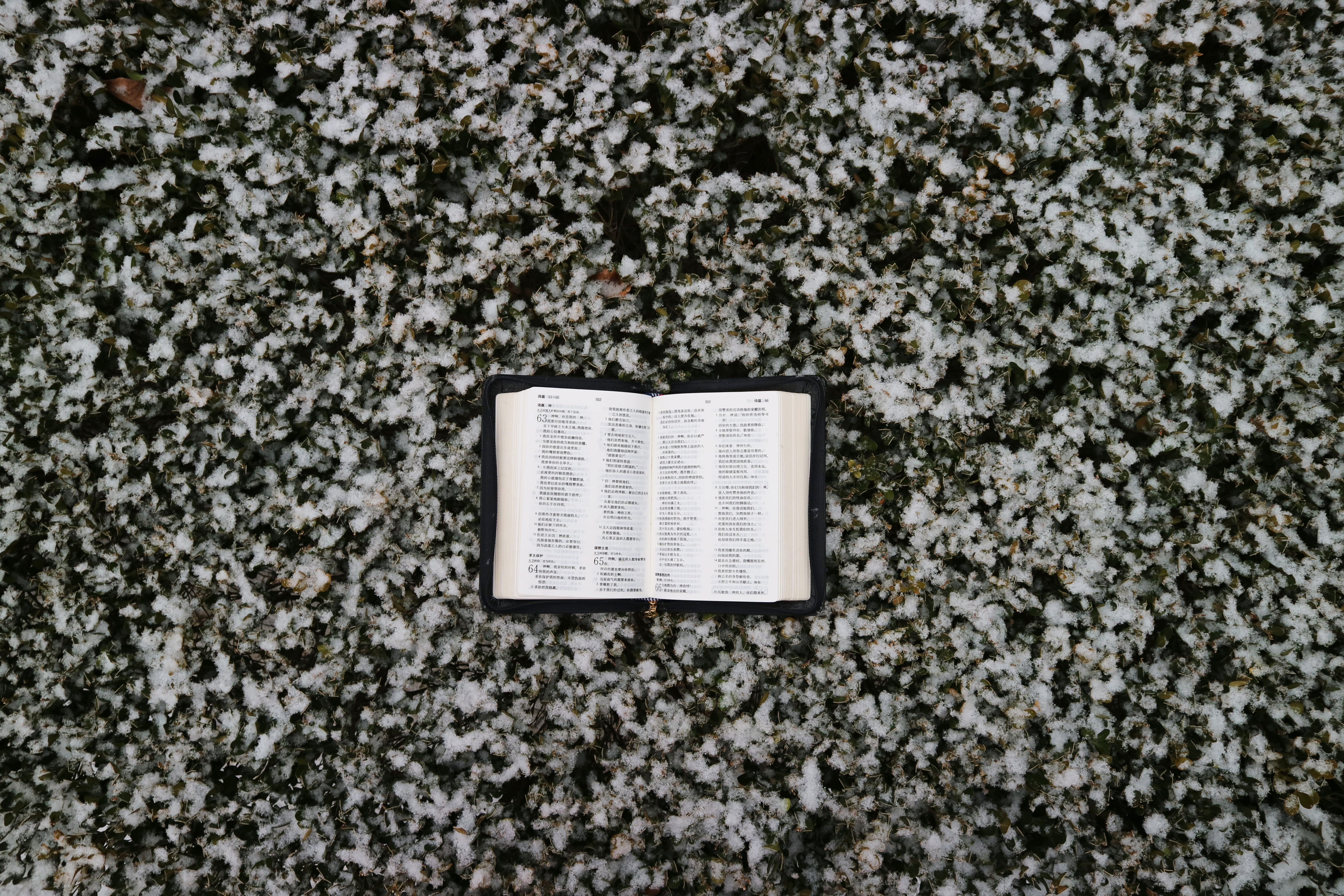 nature, gravel, single object, directly above, day, hail, page, flower, architecture, arenaria, communication, weinter, built structure, blossom, diary, HD Wallpaper
