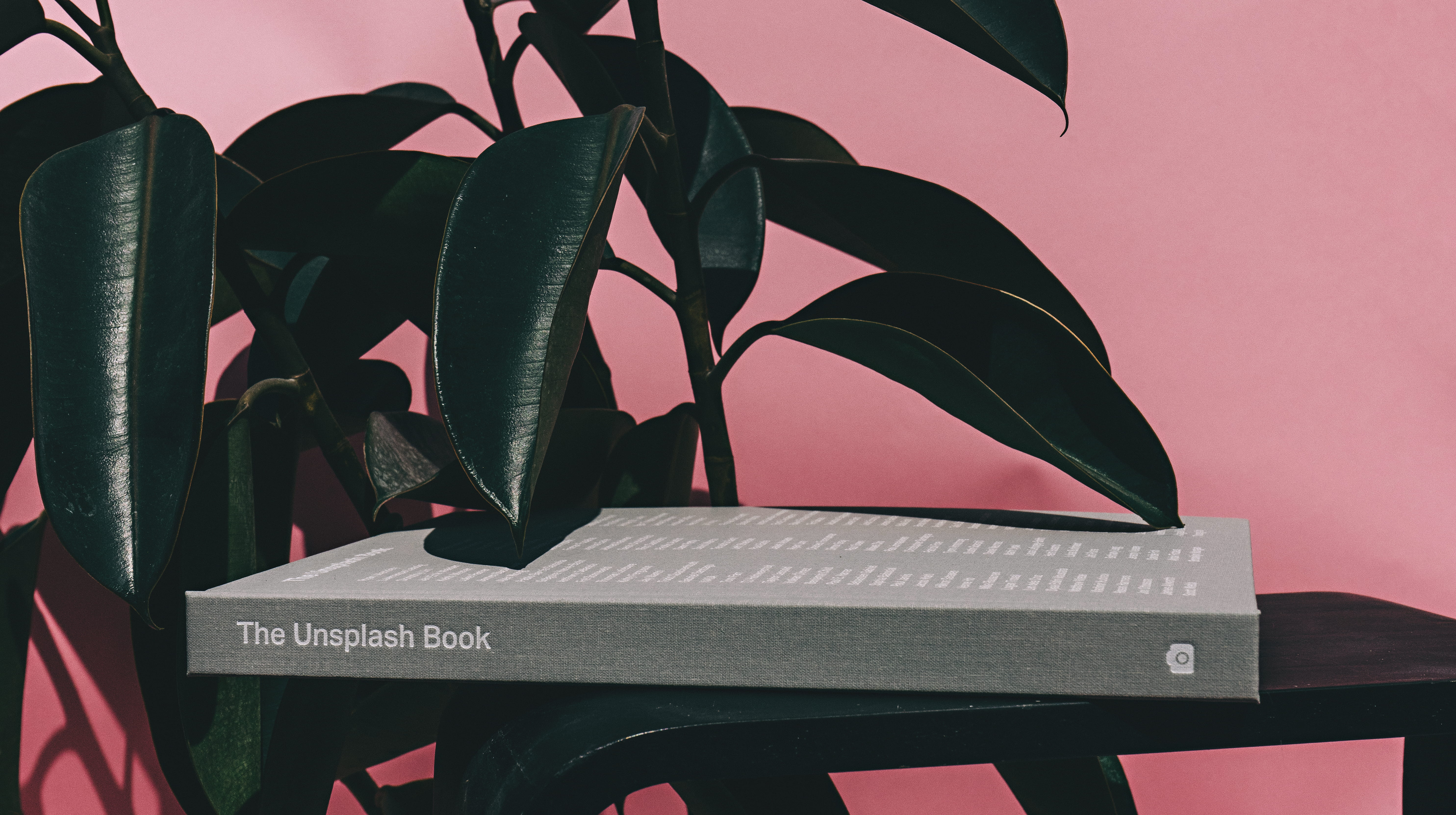 day, leaves, blossom, metal, nature, vegetation, text, shelf, leaf, indoors, 5K, unsplash, built structure, stem, still life, pink, close-up, no people, HD Wallpaper