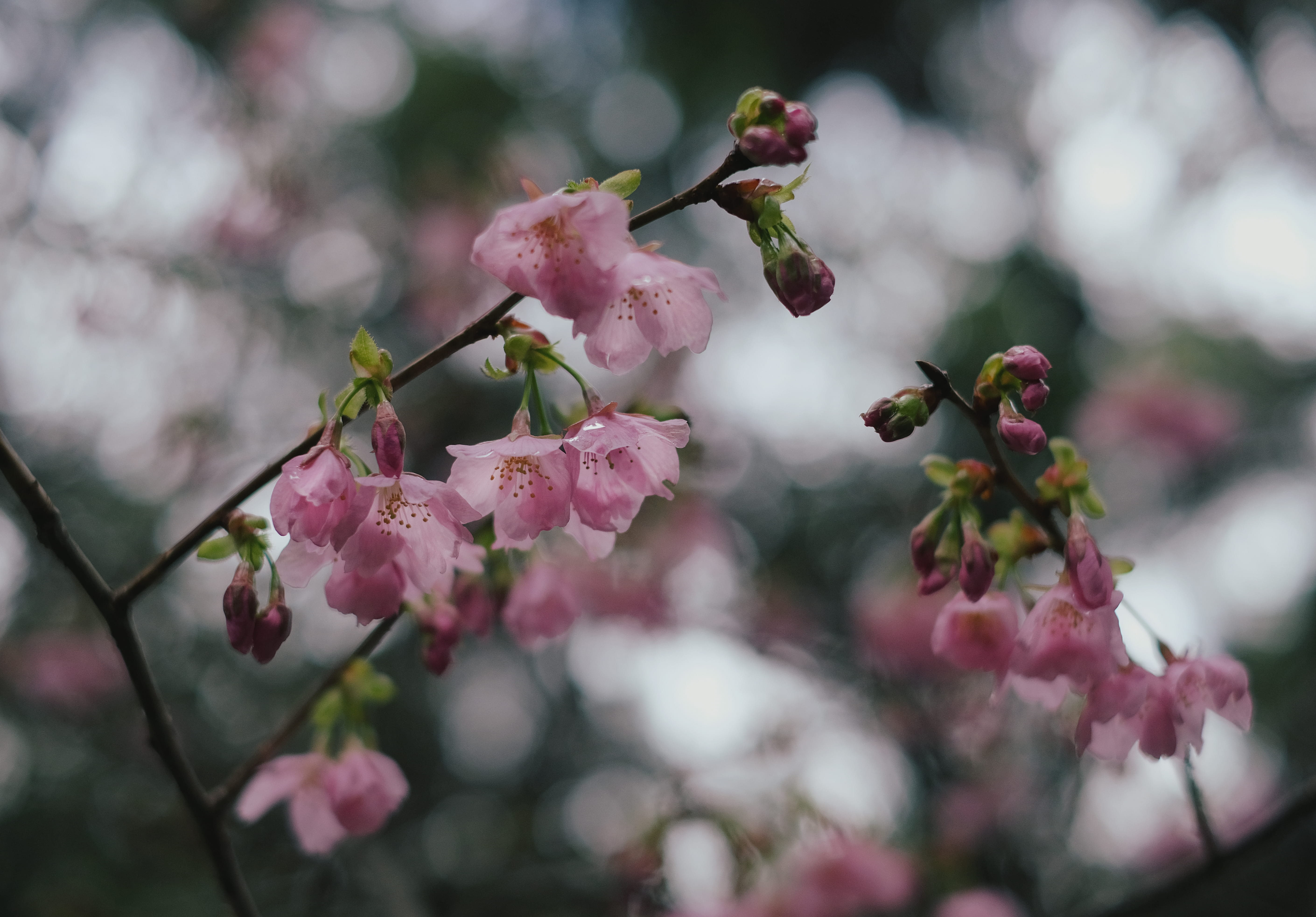 vulnerability, 5K, flower, cherry blossom, beauty in nature, selective focus, spring, anther, blossom, branch, ditch, springtime, twig, diary, close-up, HD Wallpaper