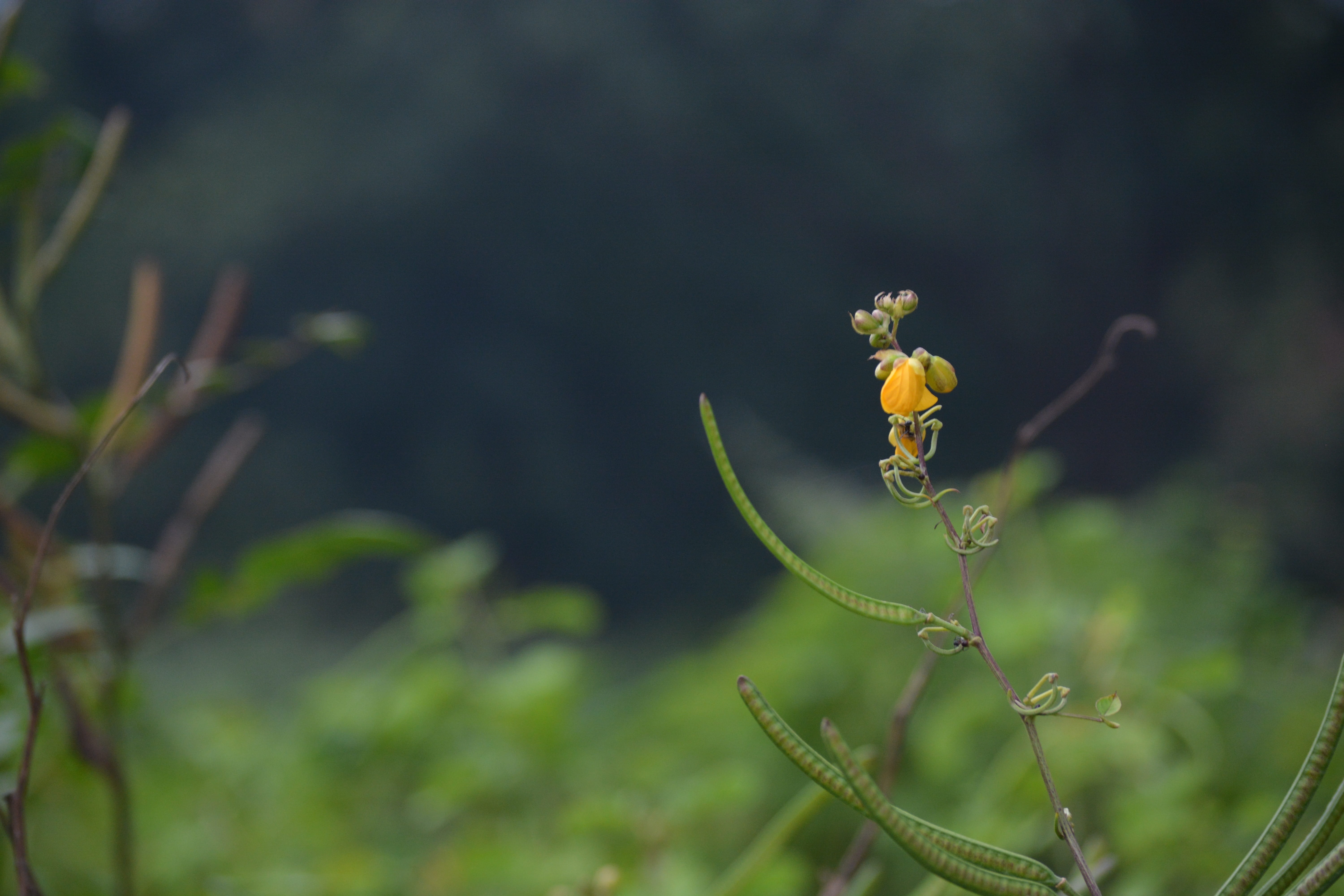 smile, focus on foreground, growth, west bengal, outdoors, new life, popular, hot, nature, photography, fashion, life, fragility, wilted plant, beauty in nature, HD Wallpaper
