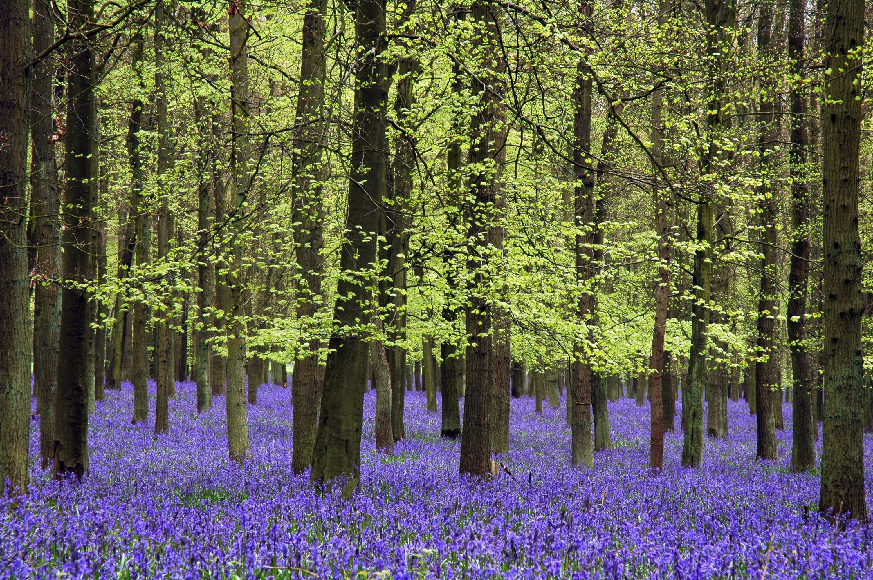 Ashridge, nature, bluebells, ken douglas, f200, outdoors, f400, tree, UK, f75, forest, f150, picture this, scenics, 2K, f100, plant, summer, tring, daytime, HD Wallpaper