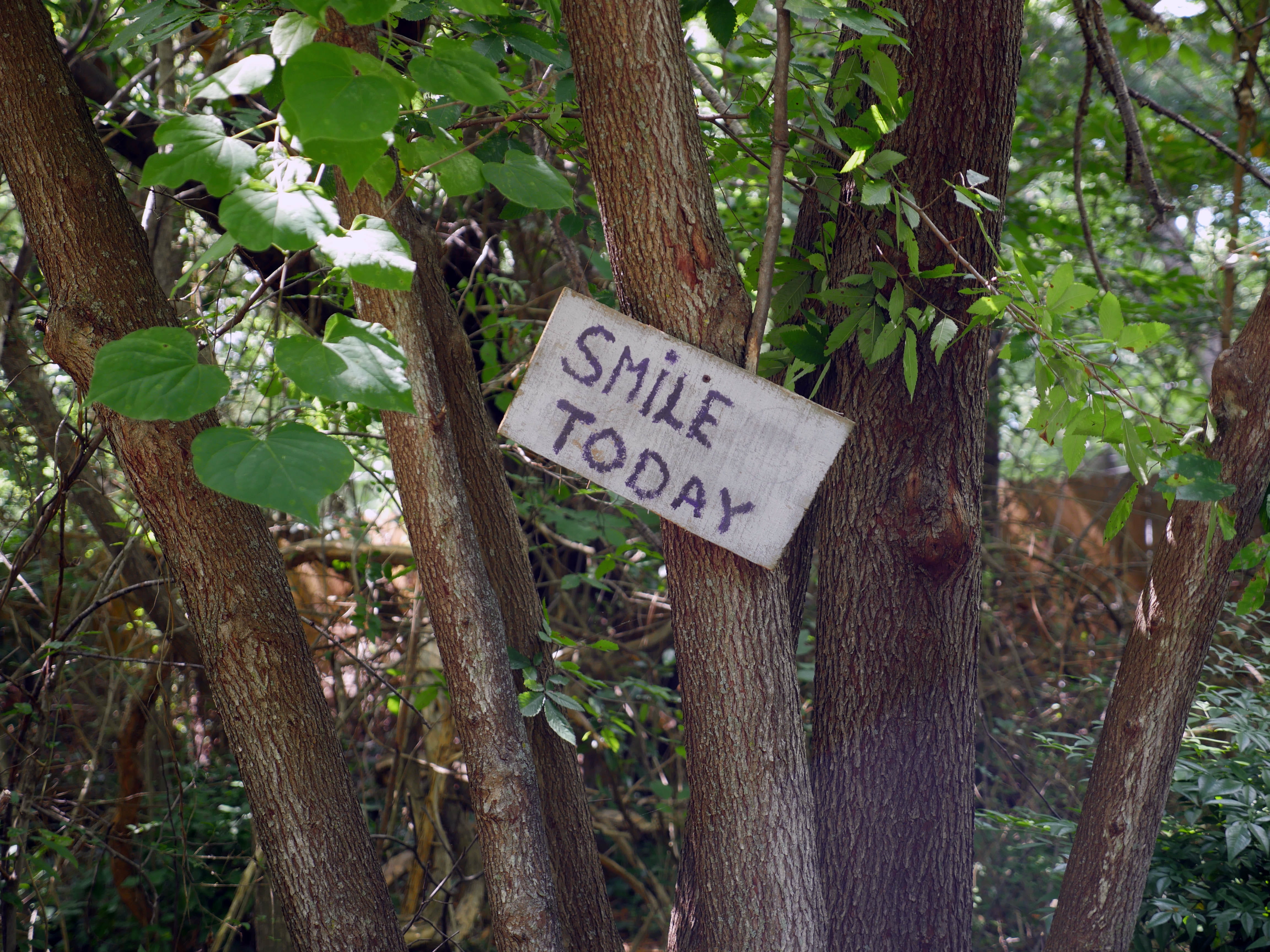 communication, leaf, reminder, warning sign, outdoors, woodland, nature, wood, today, no people, tree, trail, says, information sign, sign, forest, message, HD Wallpaper