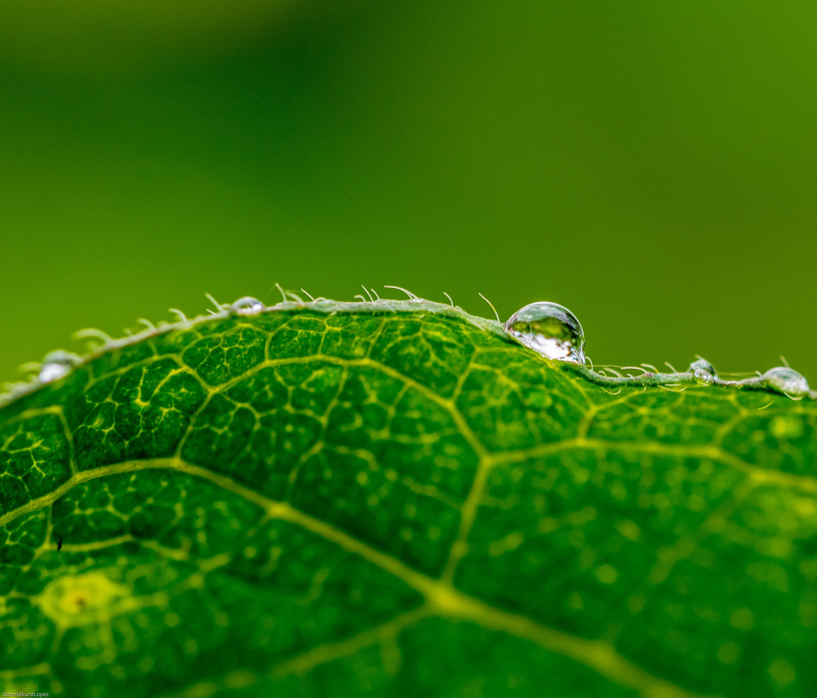 Salat, freshness, light, rain, environment, green Color, backgrounds, summer, olympus, makro, plant, today, drop, rodgau, green leaf, zuiko, rain  water, HD Wallpaper