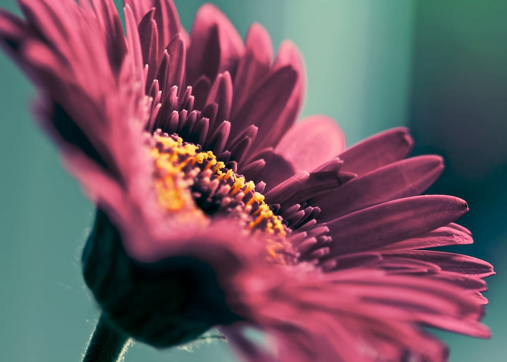480P, summer, red, plant, petal, flower, Flickr, photography, daisy, close-up, close up photography, close, single Flower, nature, today, flower Head, HD Wallpaper