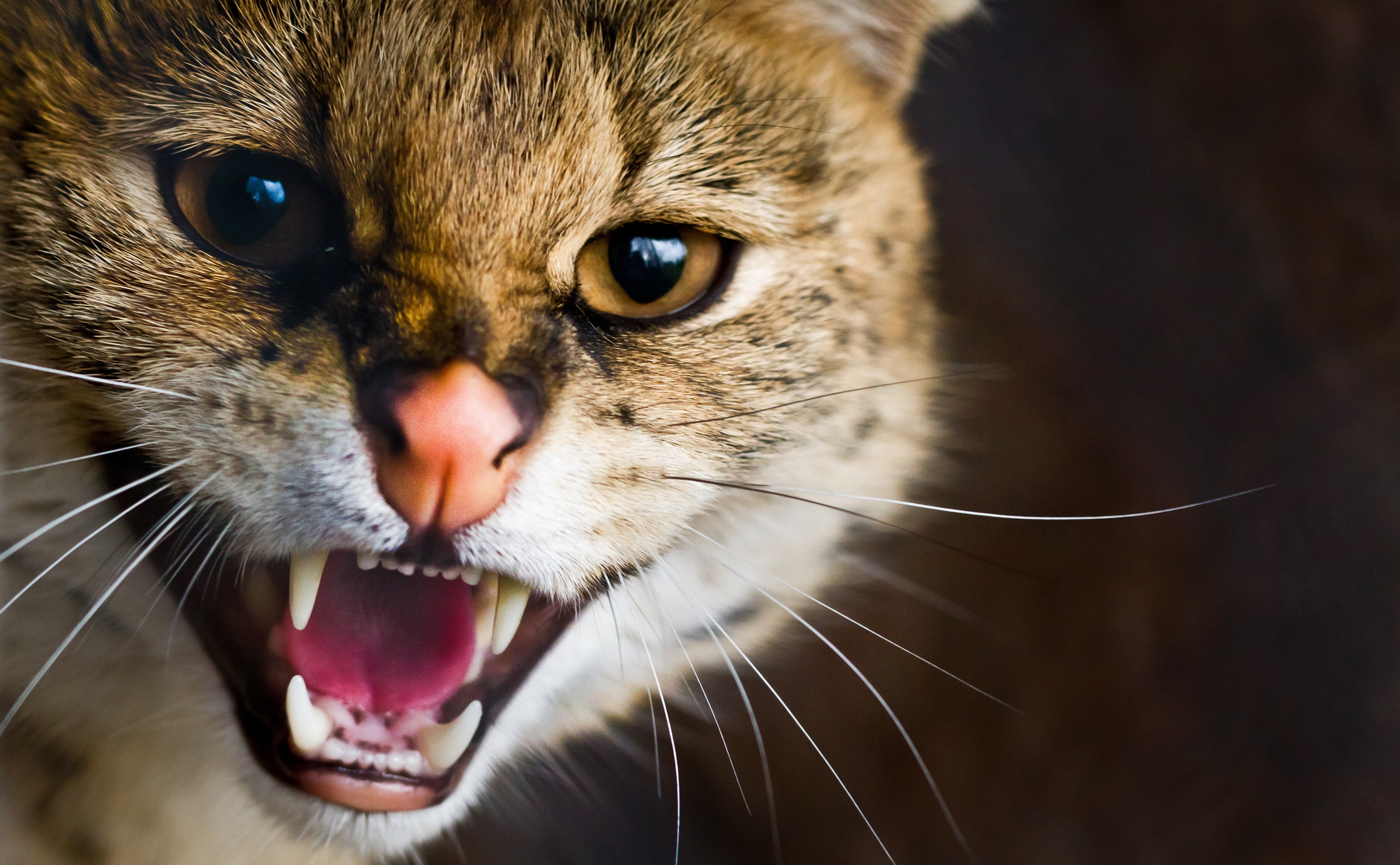 mouth open, pets, no people, 4K, animal, looking at camera, What, portrait, brown, Looking, close-up, animal head, big, mammal, Wild, animal themes, cat, HD Wallpaper