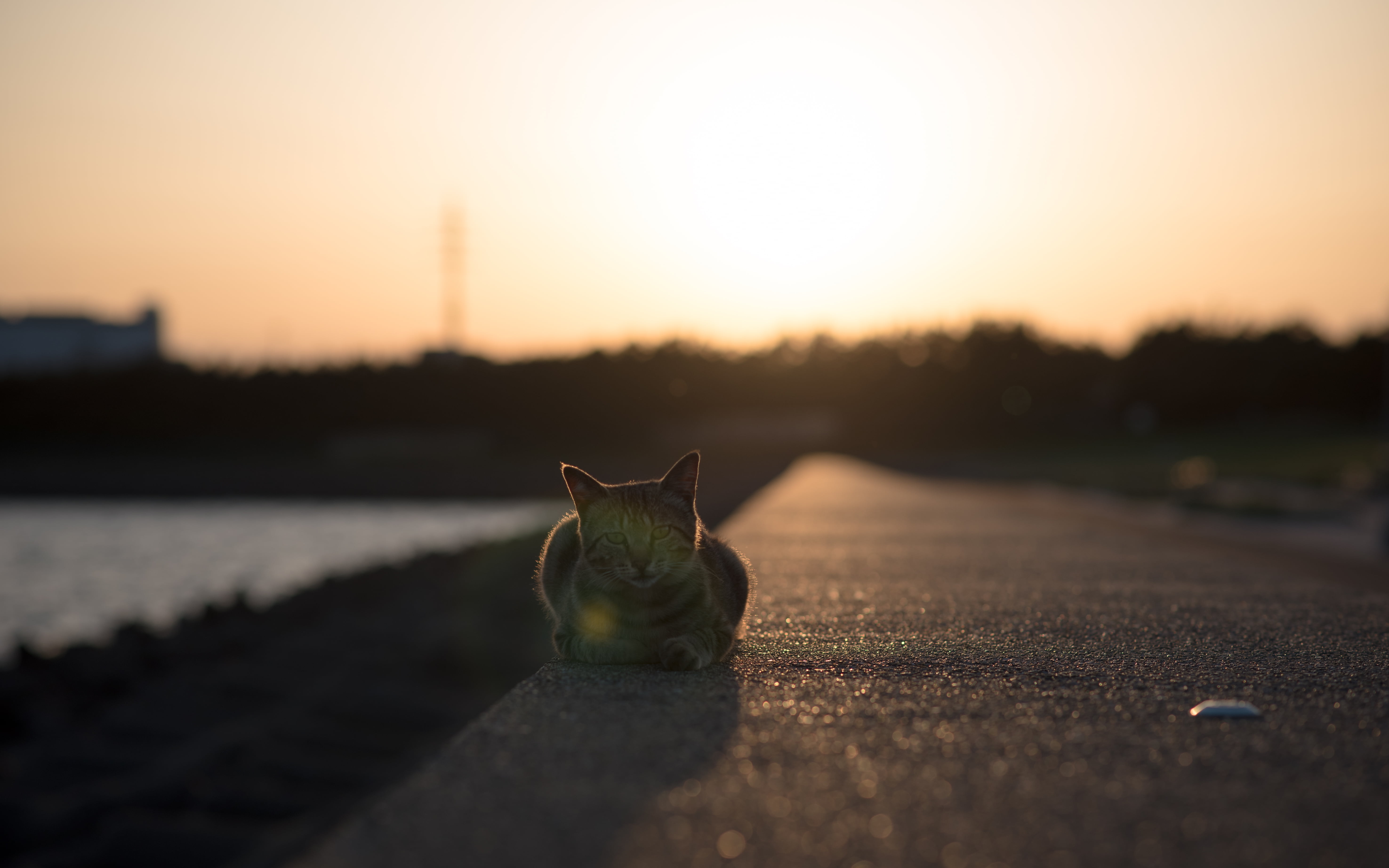 road, tender feelins, near, nature, concrete, NIKON  D750, tabby cat, photography, cat, 5K, gray, angle, black, ネコ, low, sunset, outdoors, tabby, low-angle, HD Wallpaper