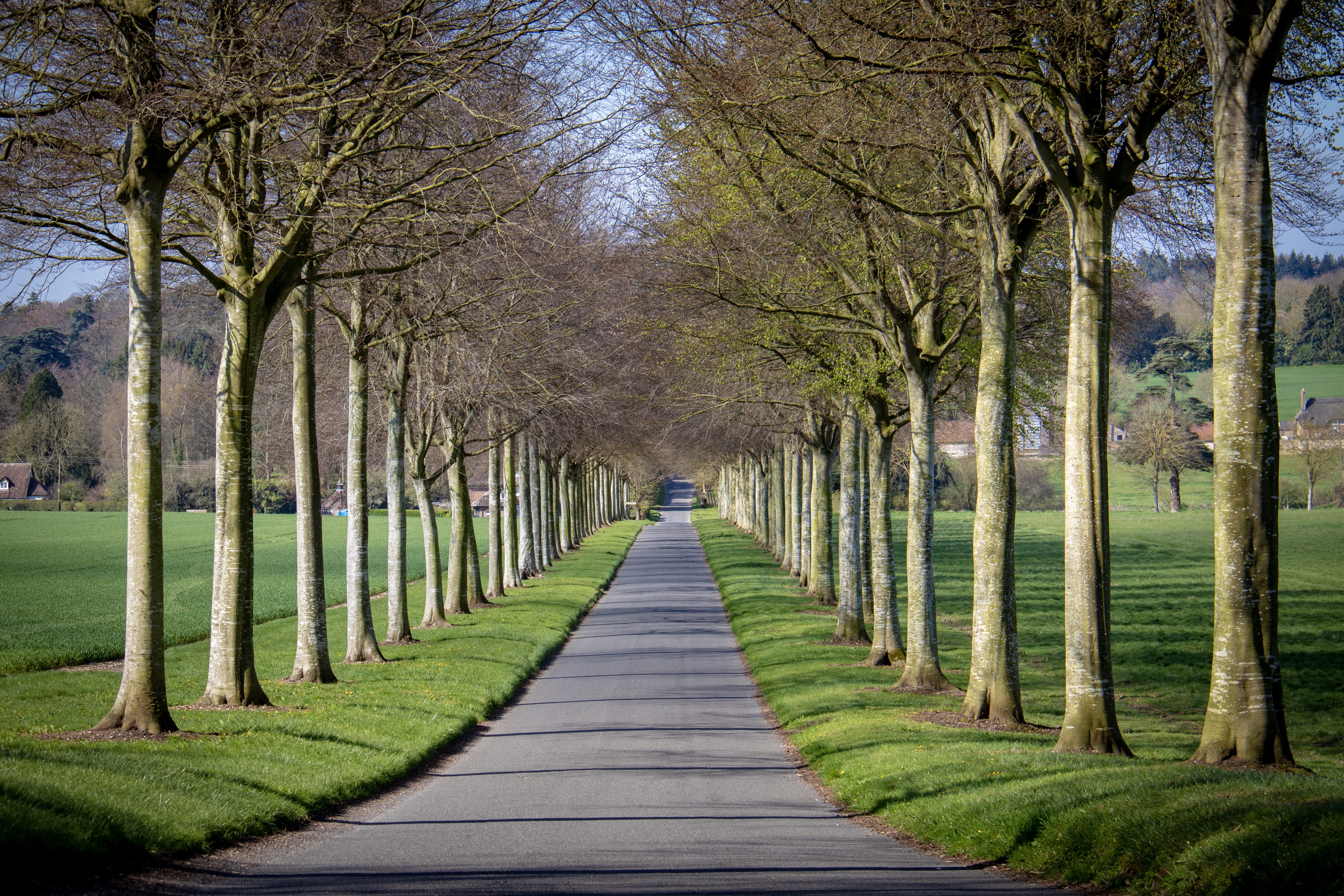 vanishing point, nature, trunk, avenue, footpath, day, tall, concrete, 5K, pavement, direction, lawn, plant, park, road, tranquility, distance, gray, beauty in nature, HD Wallpaper
