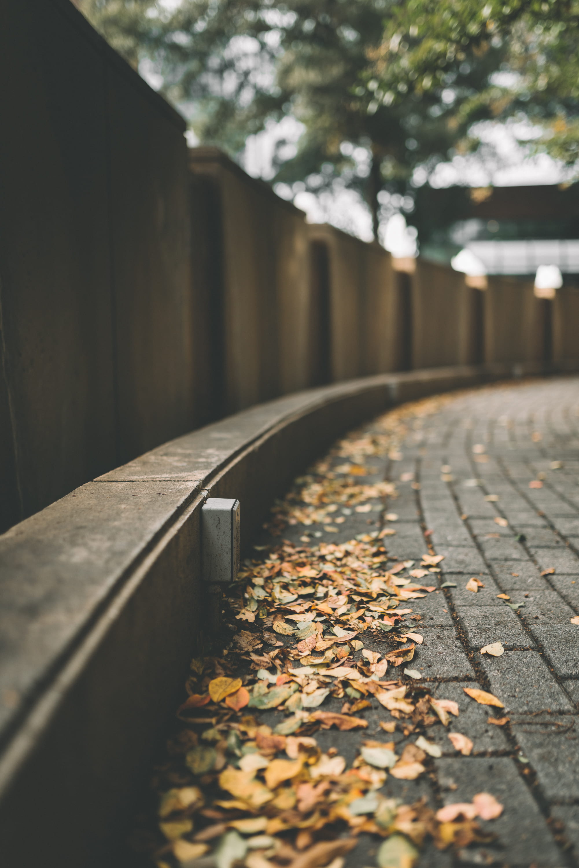 focus on foreground, selective focus, day, shallow, curve, surface level, sidewalk, curb, leaves, dried, diminishing perspective, photography, selective, Phone HD Wallpaper