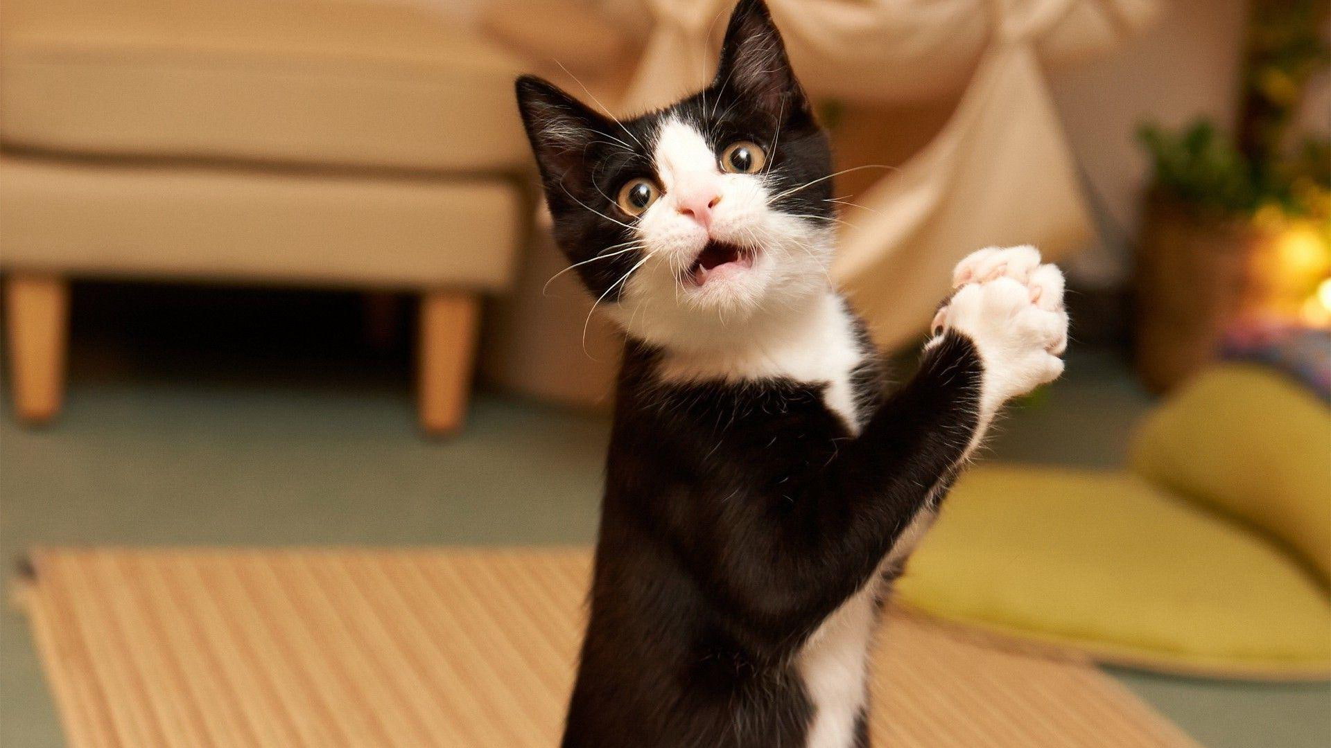 cat, 1920x1080, tuxedo, desperate, kitten, animals, 1080P, HD Wallpaper
