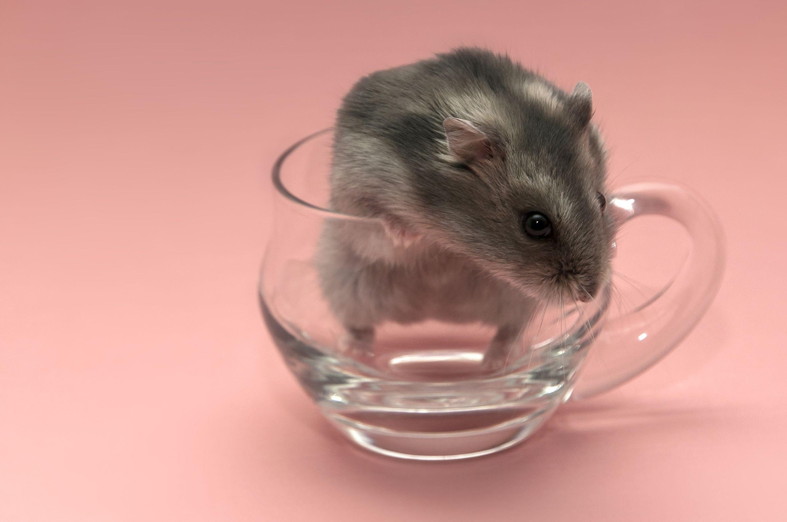 glass, empty, really, rodent, mouse, 2K, animals, HD Wallpaper
