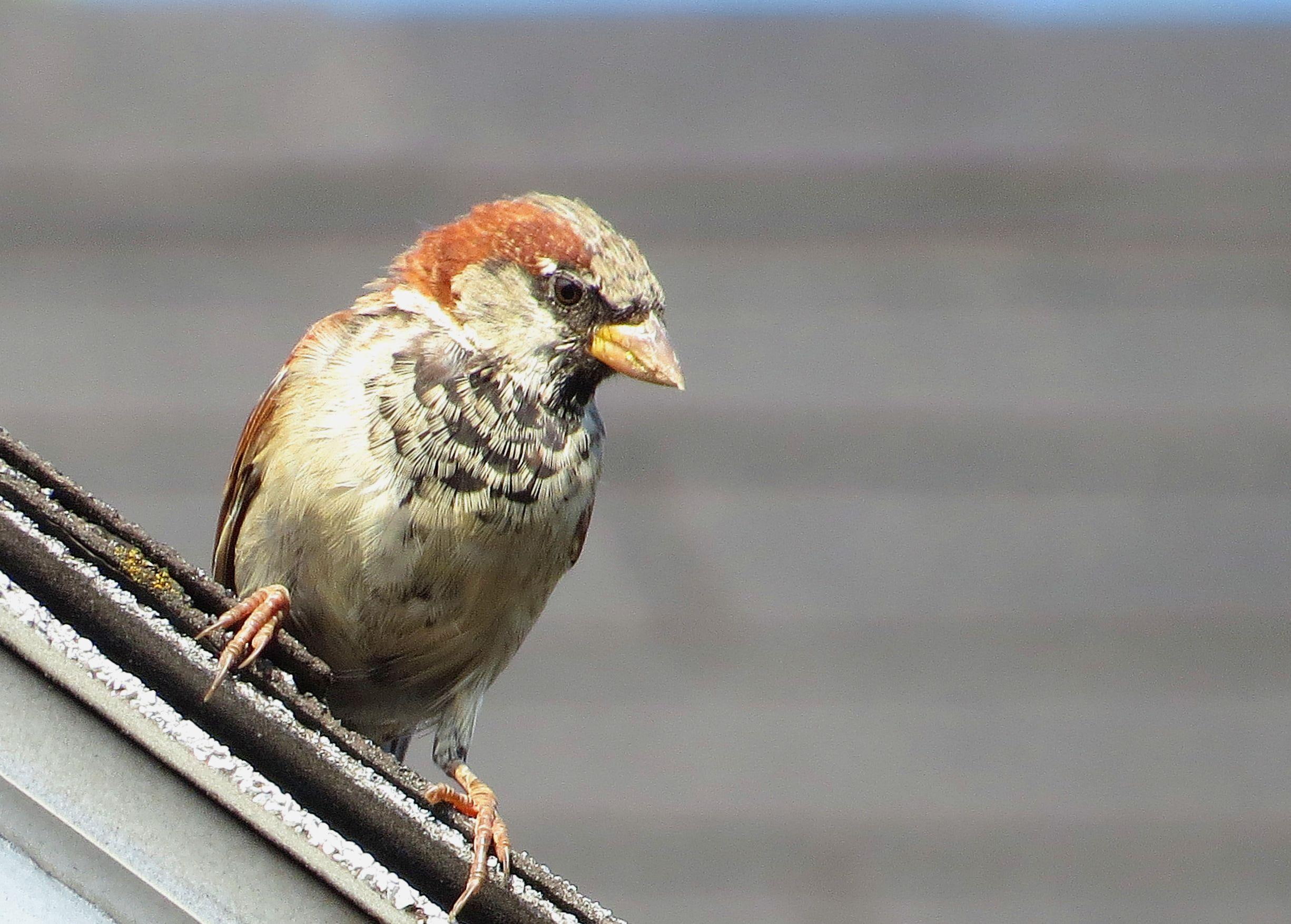 nature, far, really, animal, bird, roof, hummm, 1080P, HD Wallpaper
