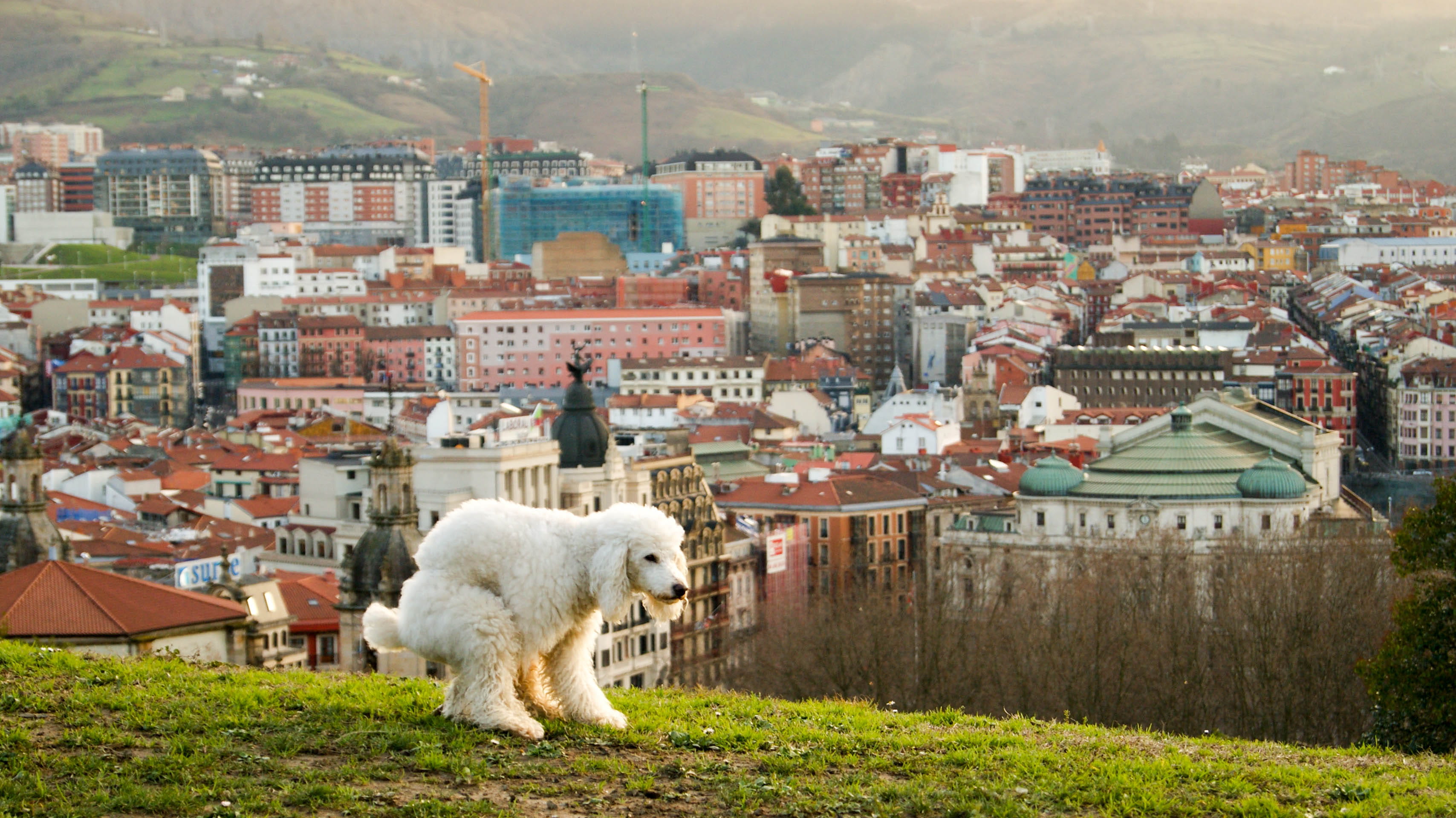 plant, city, 2K, nature, fecal, park, architecture, day, building exterior, no people, domestic animals, view, domestic, animal, etxebarria, spain, building, HD Wallpaper