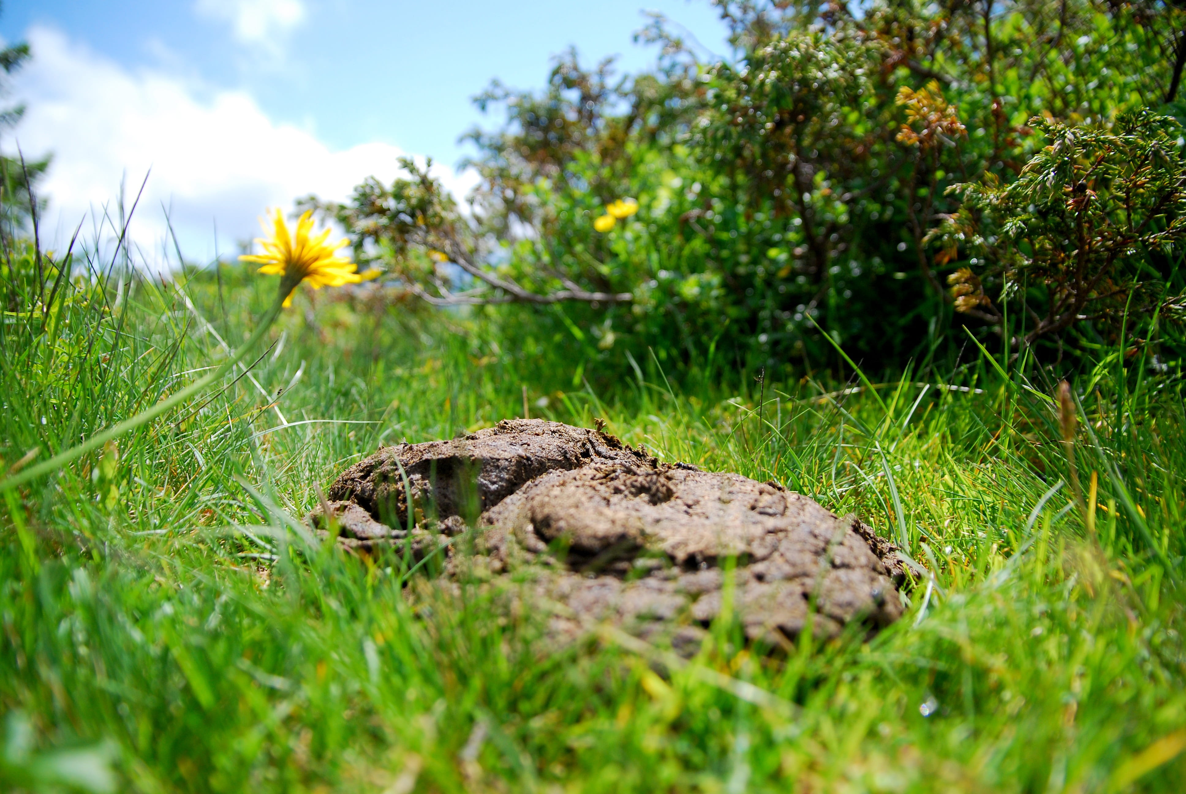 selective focus, beauty in nature, Flat Bread, pointed flower, growth, Cow Dung, field, mountains, animals in the wild, surface level, no people, outdoors, HD Wallpaper