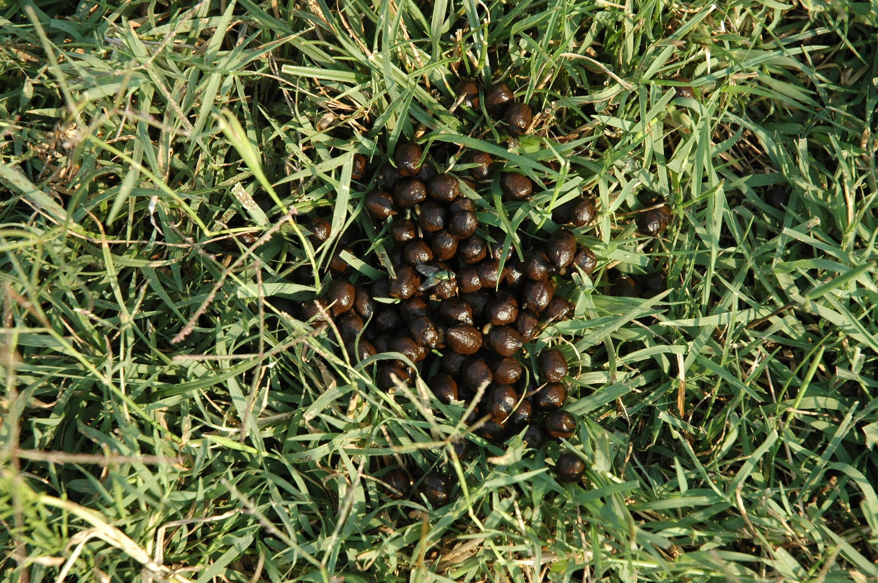 fruit, fertilizer, land, field, close-up, high angle view, nature, caffeine, large group of objects, growth, 2K, goat shit, plant part, no people, food and drink, HD Wallpaper