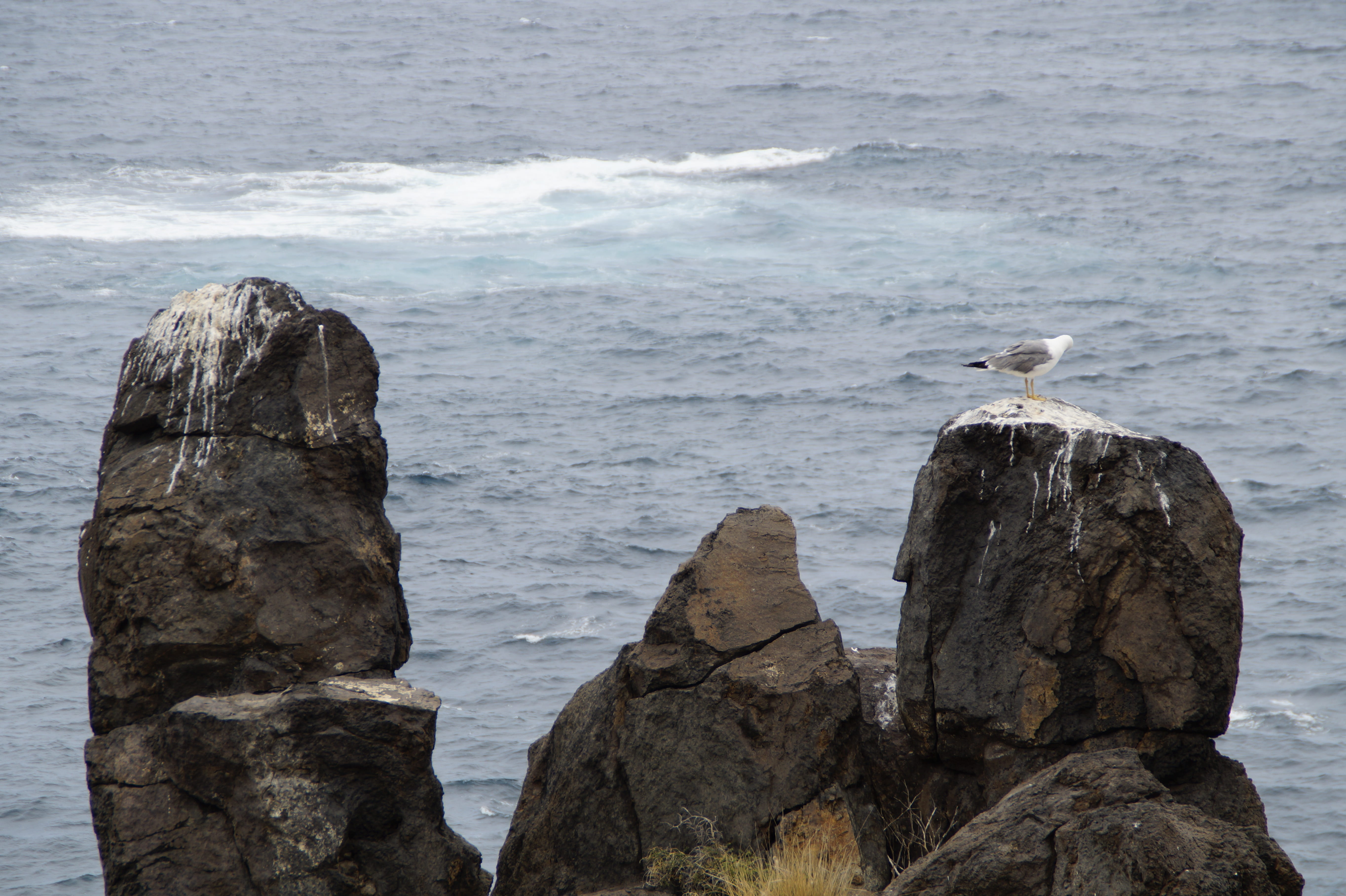 animals in the wild, sea, vertebrate, animal, no people, rock - object, Shit, animal themes, seagulls shit, bird, perching, 5K, wooden post, Gulls, animal wildlife, HD Wallpaper