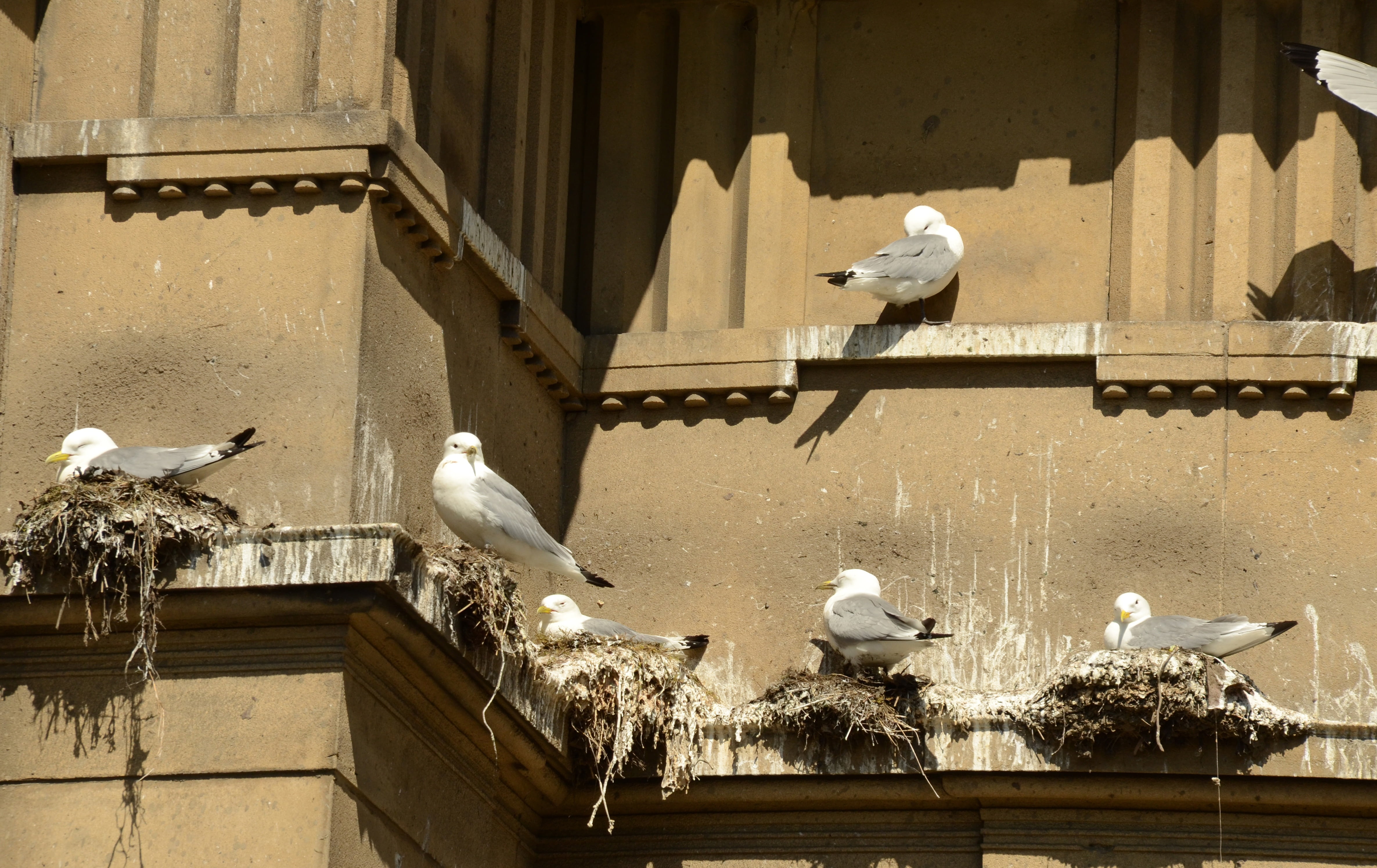 animal themes, nest, pigeon, flock of birds, large group of animals, vertebrate, architecture, animals in the wild, outdoors, animal wildlife, nature, seagull, HD Wallpaper