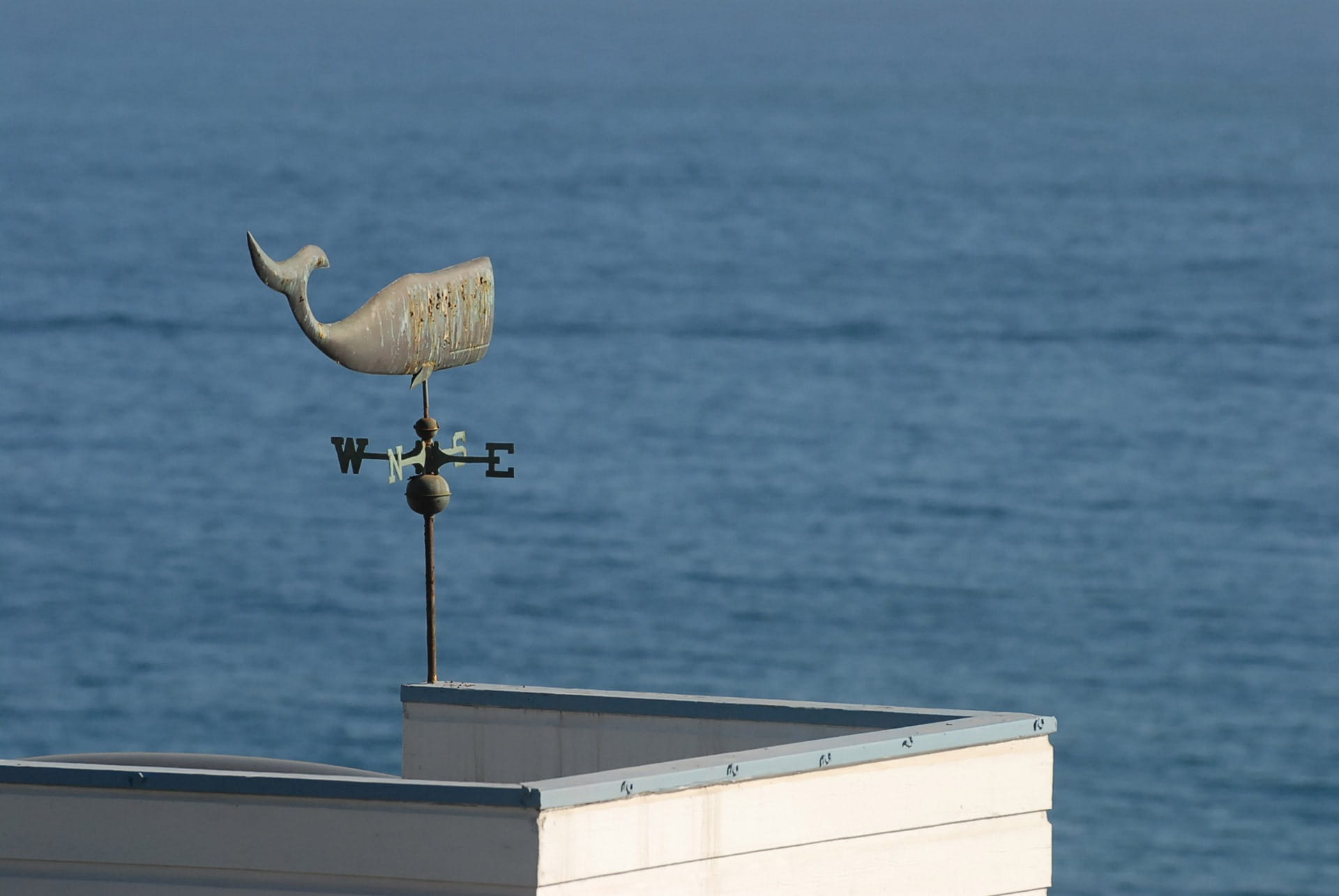Windvane, animal wildlife, day, animal themes, seagull, 1080P, vertebrate, one animal, bird, Wind, meteorology, indicator, sea, prediction, animal, outdoors, HD Wallpaper