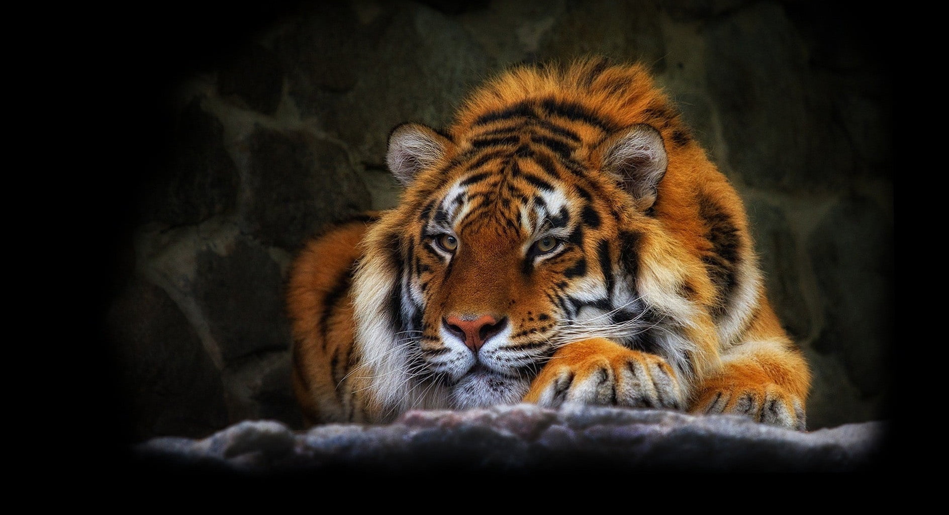 asia, carnivore, undomesticated Cat, big Cat, animals Hunting, 720P, furious, whisker, one animal, animals In The Wild, animal wildlife, wild cat, animal, HD Wallpaper