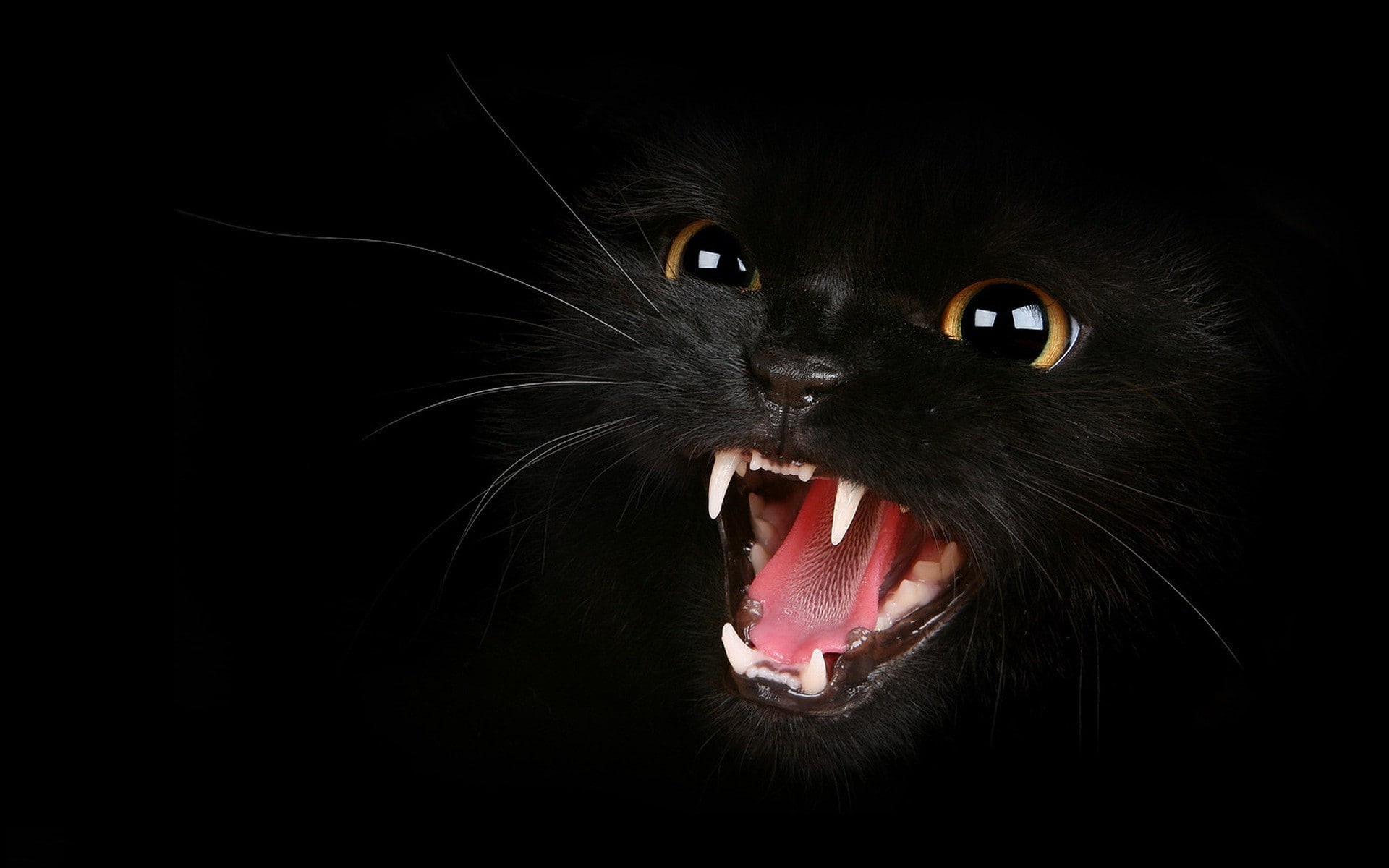 eyes, black background, teeth, 1080P, cat, HD Wallpaper