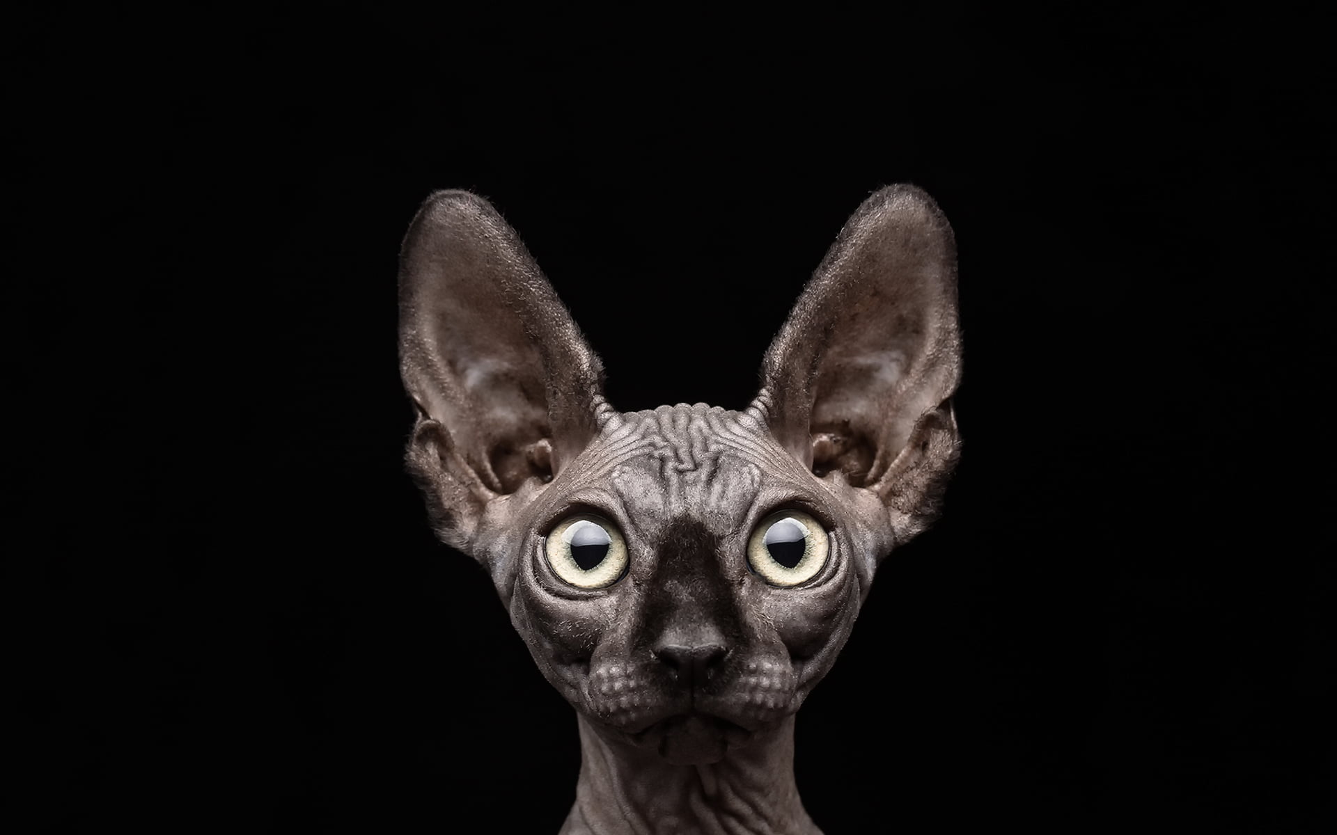 small, people, gray, looking at camera, whisker, black Color, animal, kitten, alertness, close-up, feline, animal eye, hairless, human Face, black Background, HD Wallpaper