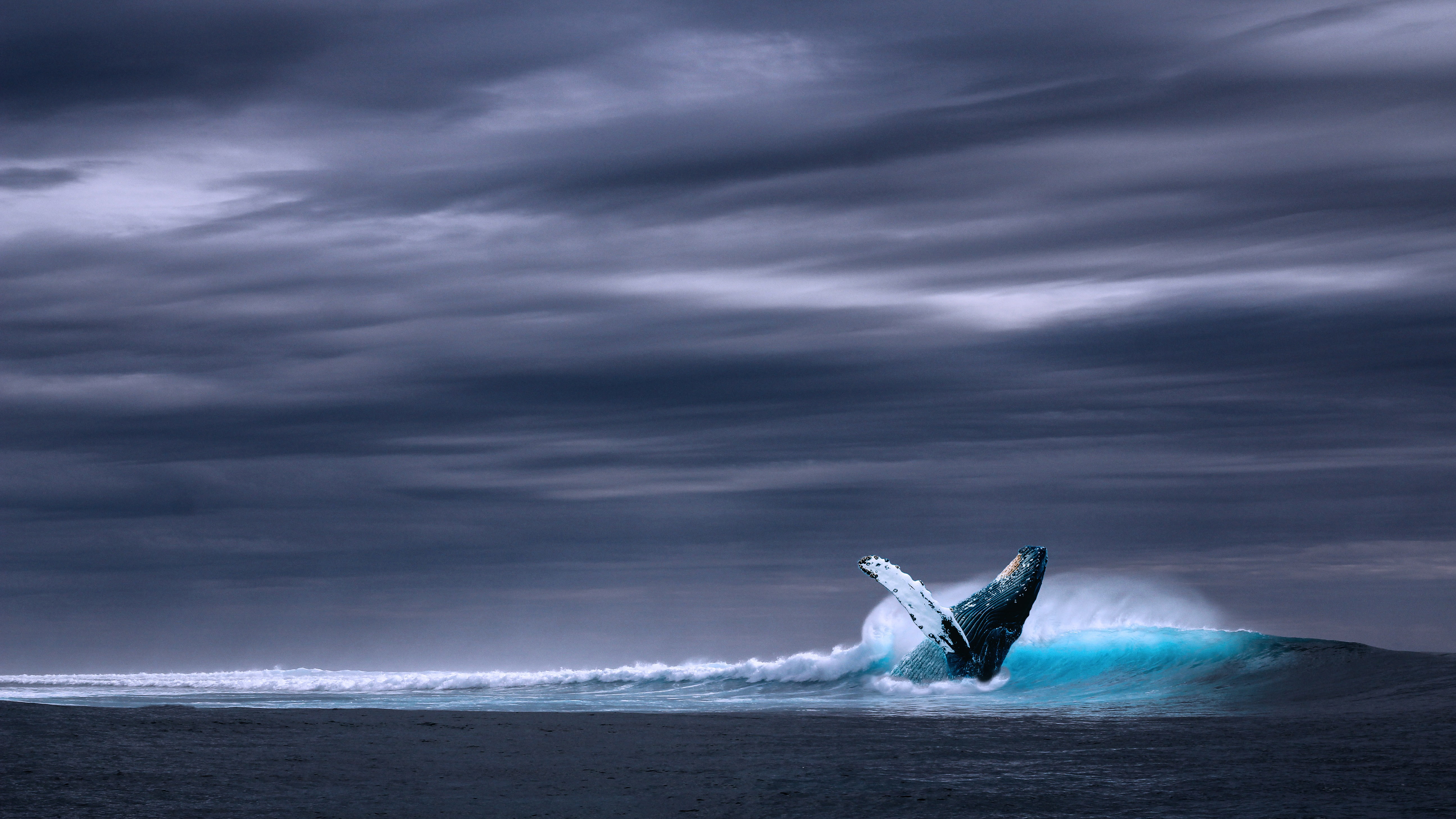 Blue Whale, Ocean, 5K, 4K, HD Wallpaper