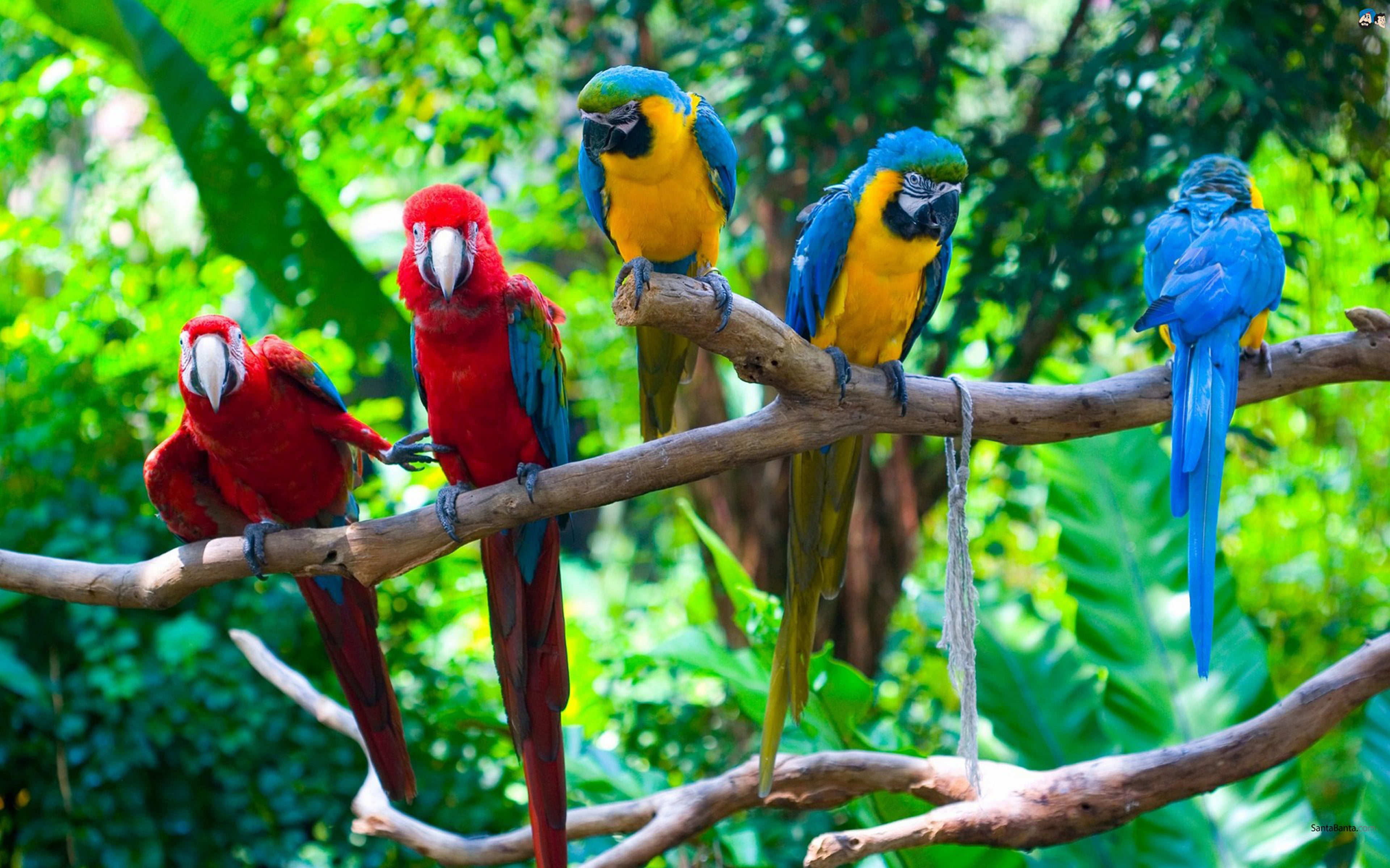colorful, animal, bird, beauty in nature, background, focus on foreground, parrot, phone, branch, multi colored, plant, nature, 4K, animal themes, tree, HD Wallpaper