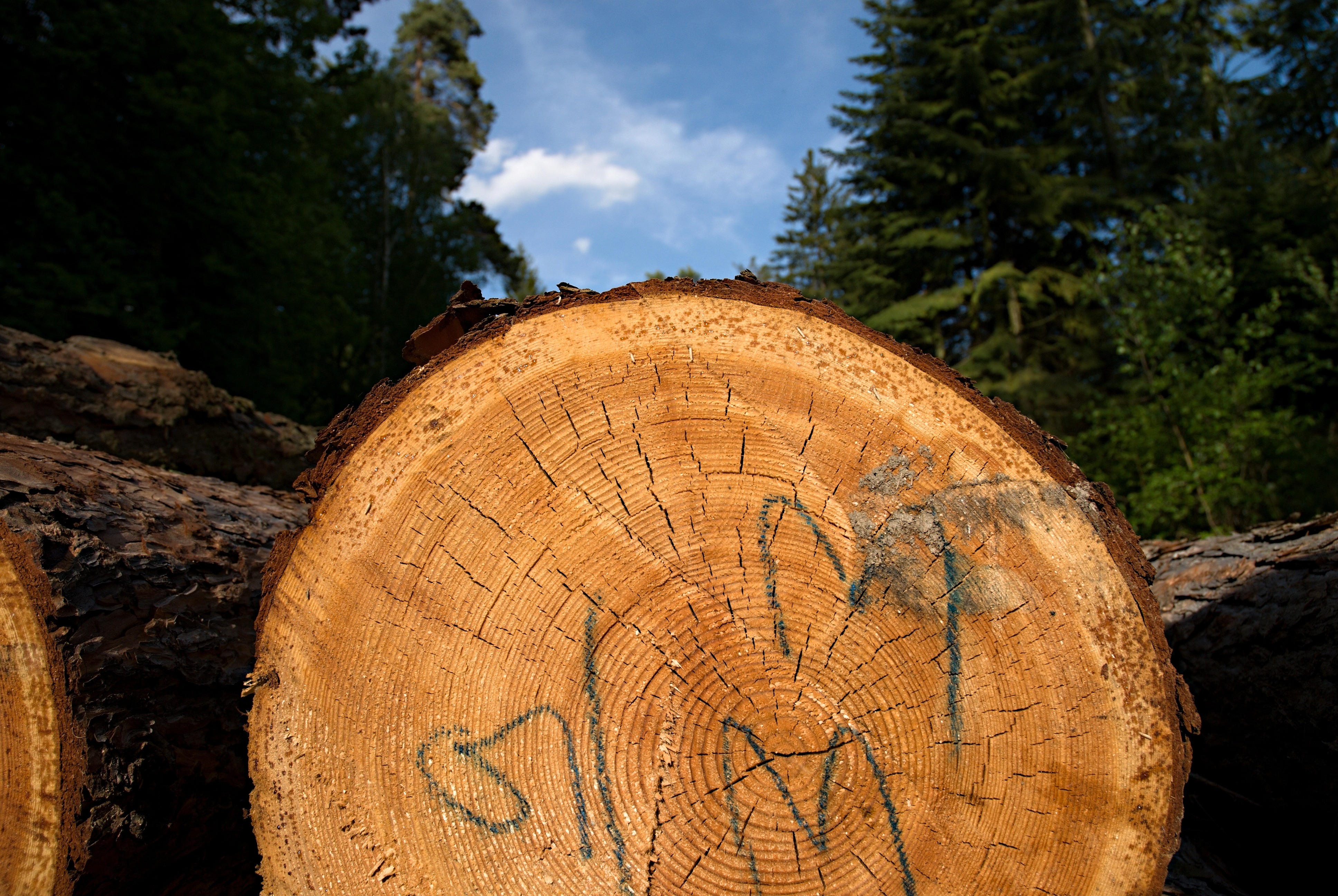 tree trunk, day, sky, detail, no people, tree bark, tree stump, bark, extraction, tribes, tree ring, rings, wood - material, wood, bad luck, nature, timber, HD Wallpaper
