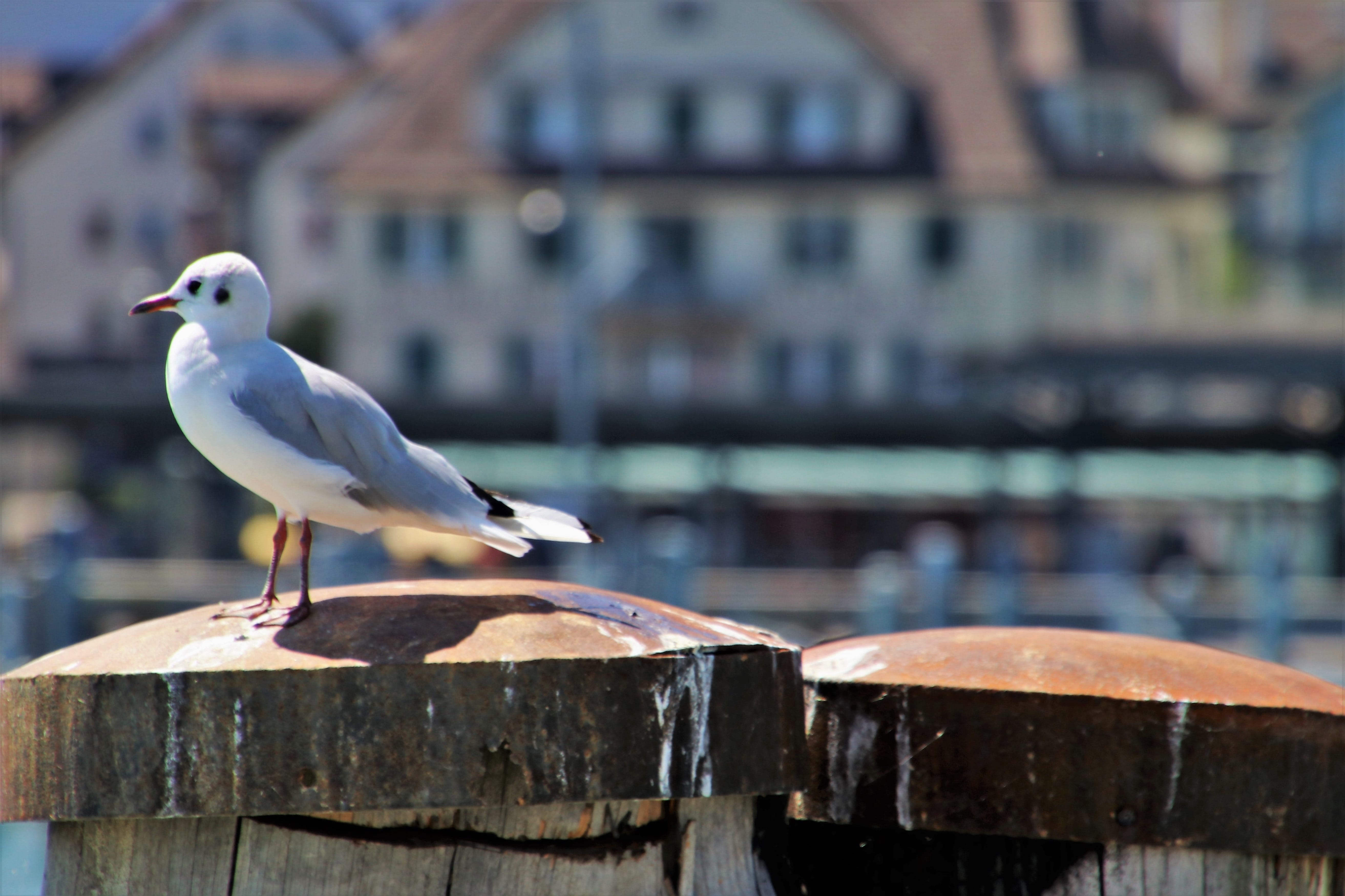 water, wing, nature, seagull, birds, close-up, the creation of, white, port, wooden post, figure, sitting, the prospect of, buildings, bird, vertebrate, HD Wallpaper