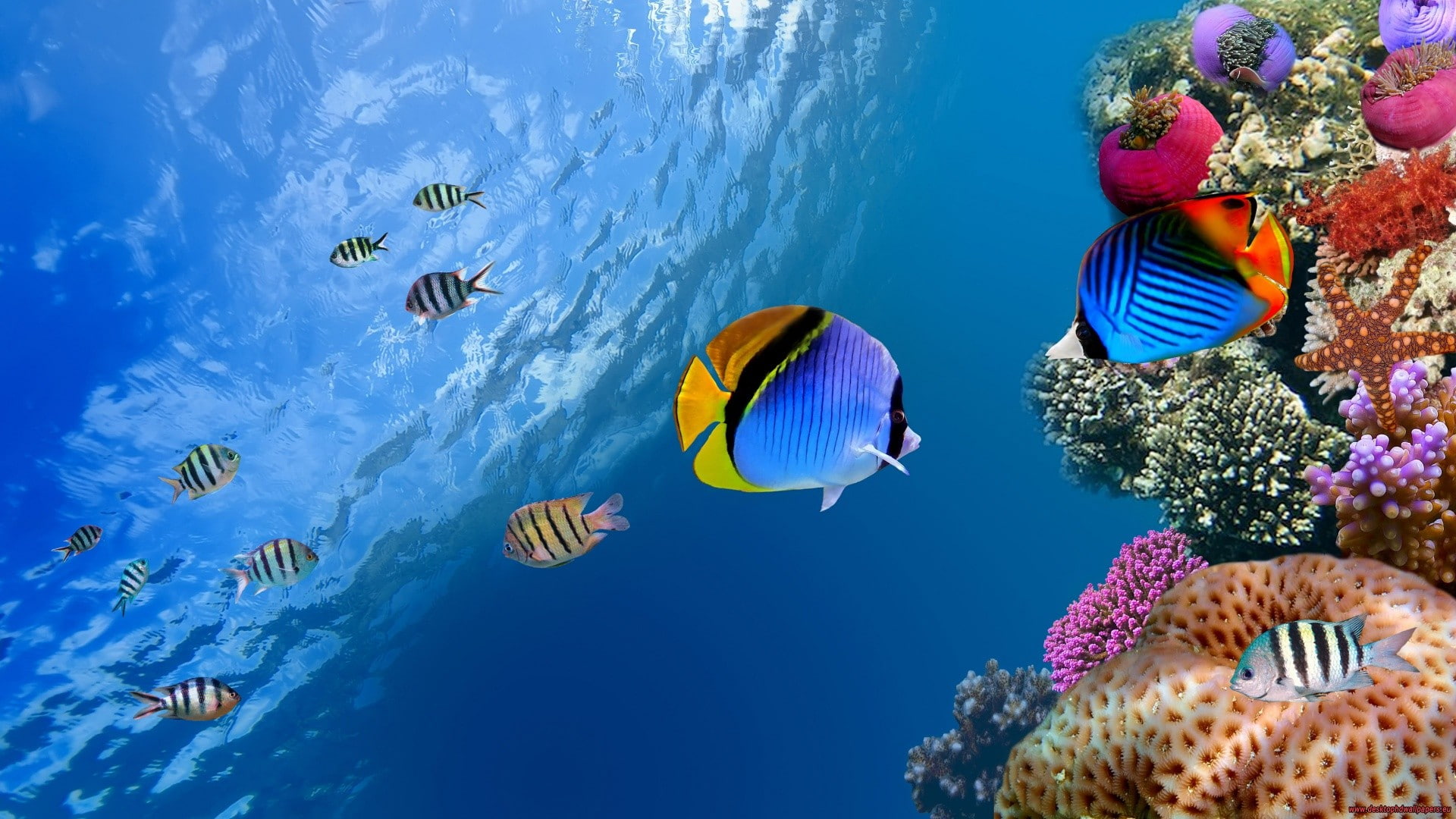 palette, 1080P, two, sea, fishes, underwater, fishs, bright, surgeon, nature, HD Wallpaper