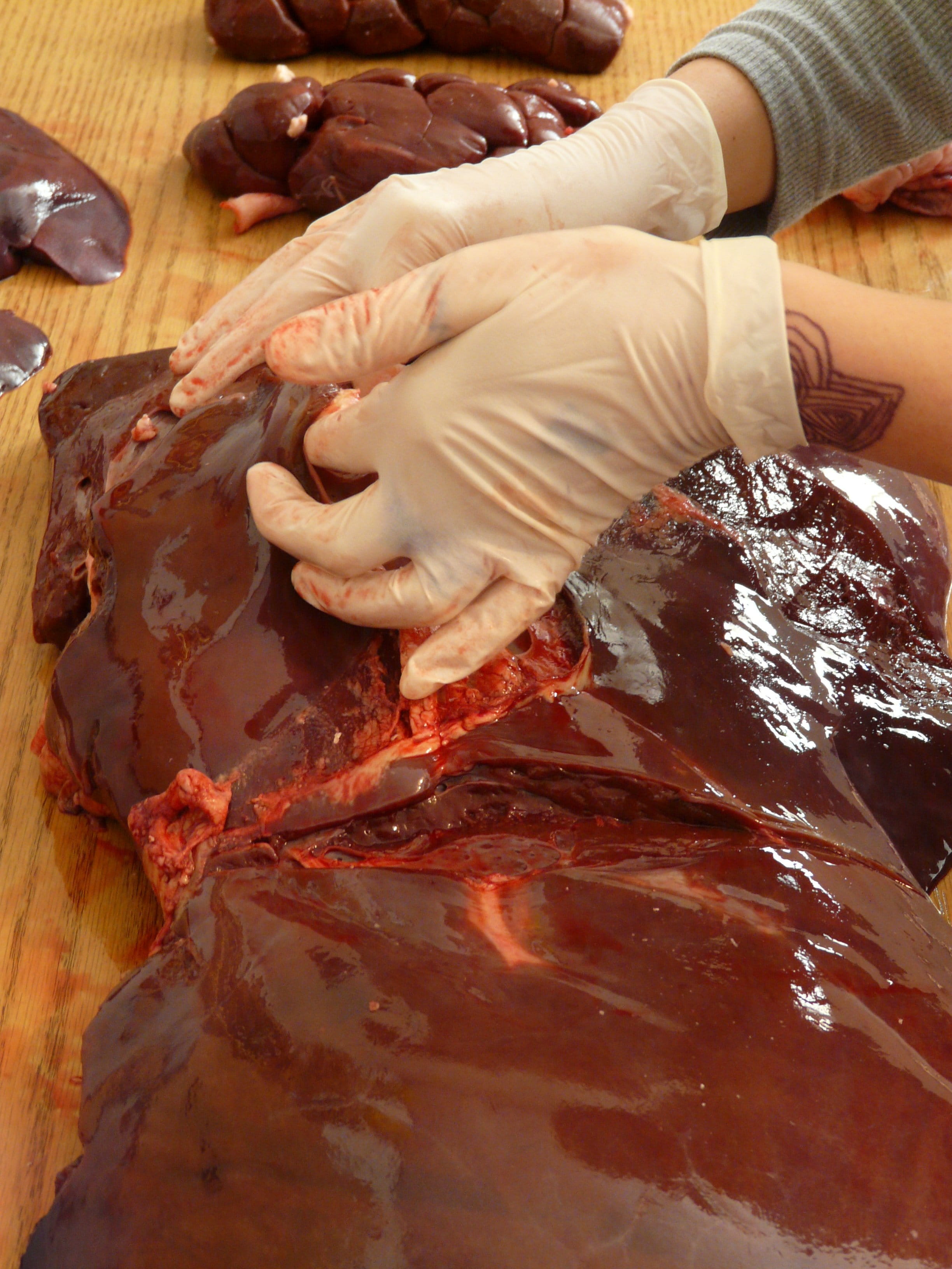 bovine liver, freshness, red, holding, working, 2K, Beef, preparation, kneading, surgical glove, making, food, raw food, high angle view, human body part, Phone HD Wallpaper