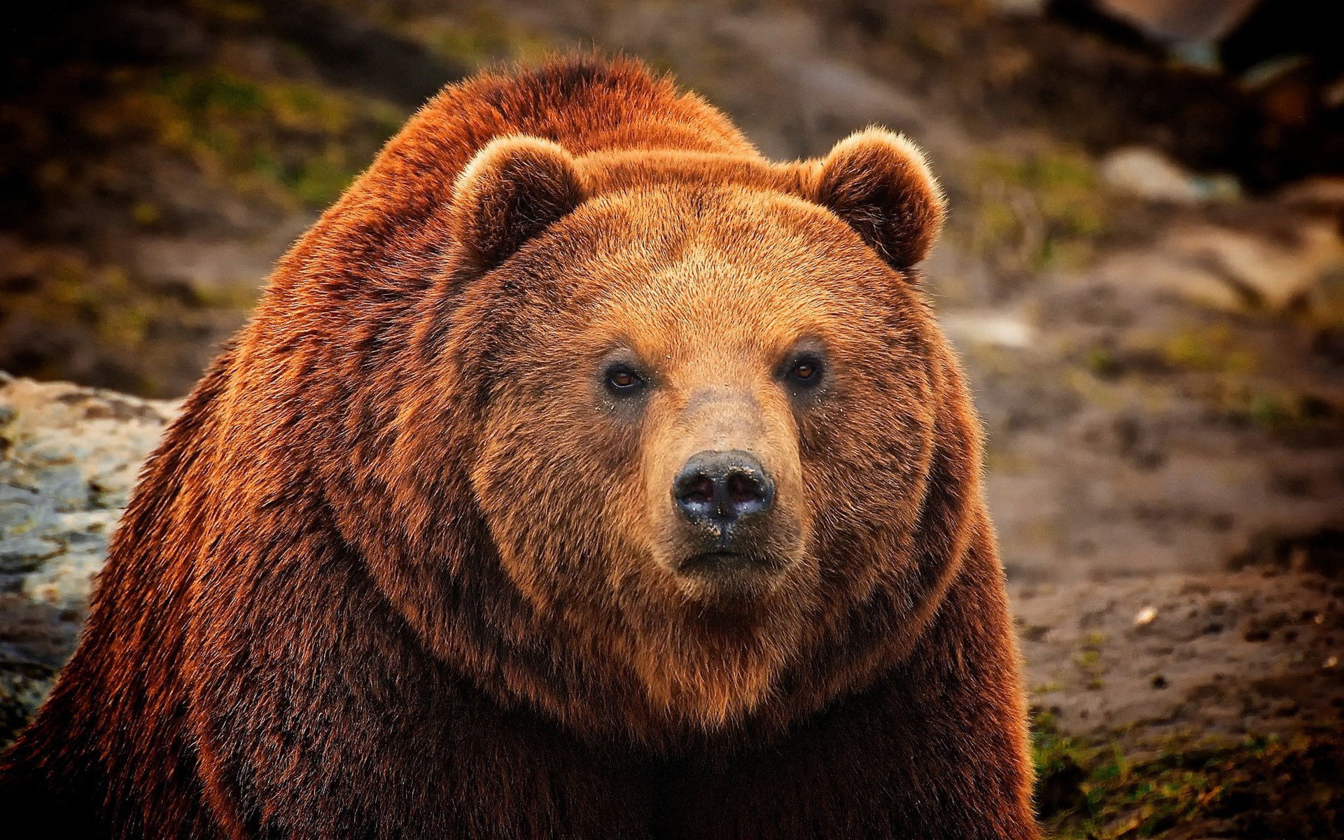 1080P, Bear, Brown, Face, close, HD Wallpaper
