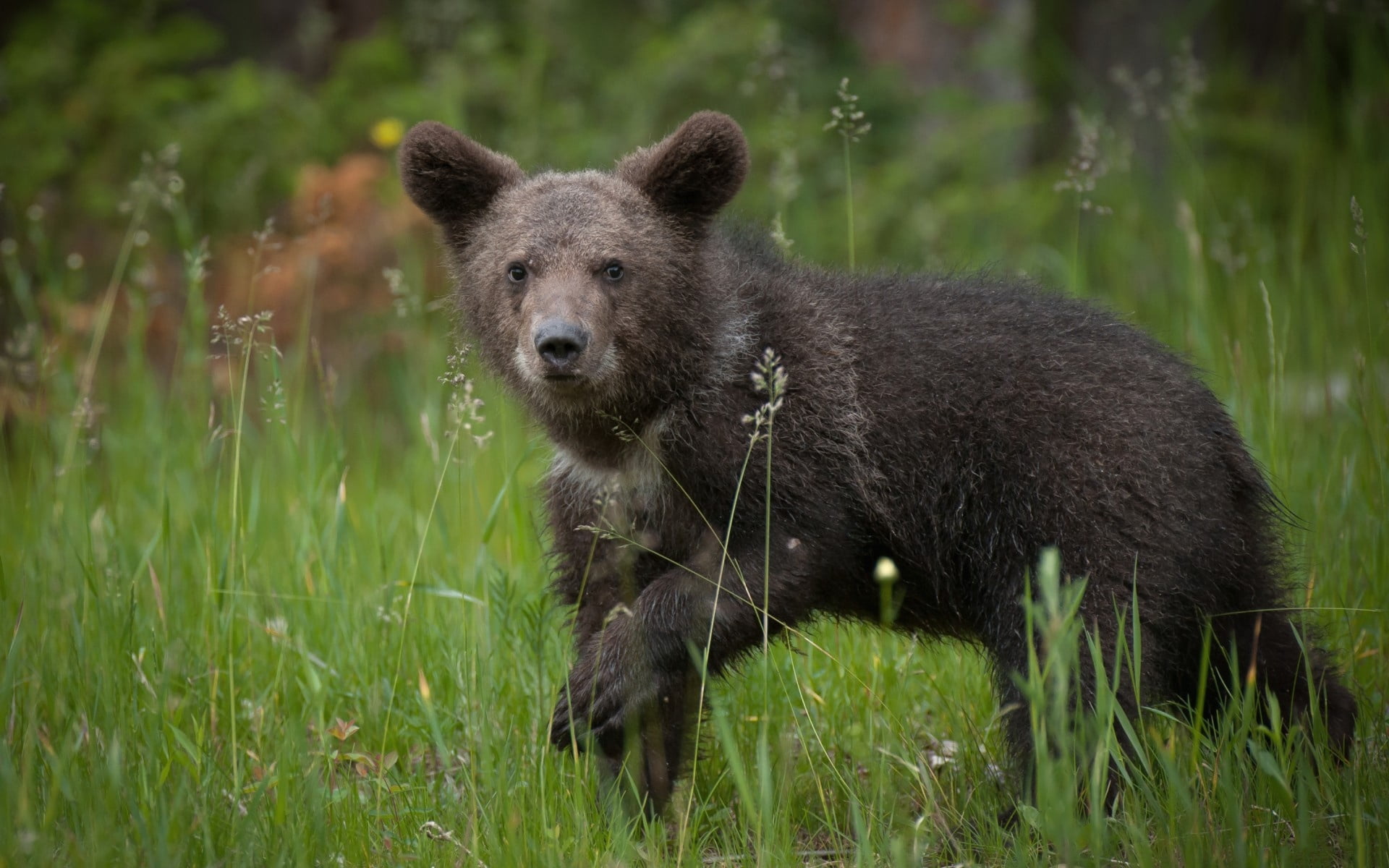 land, bear, brown Bear, vertebrate, animal, plant, field, baby, animals In The Wild, cub, fur, grass, 1080P, carnivora, brown, alaska - Usa State, wildlife, HD Wallpaper